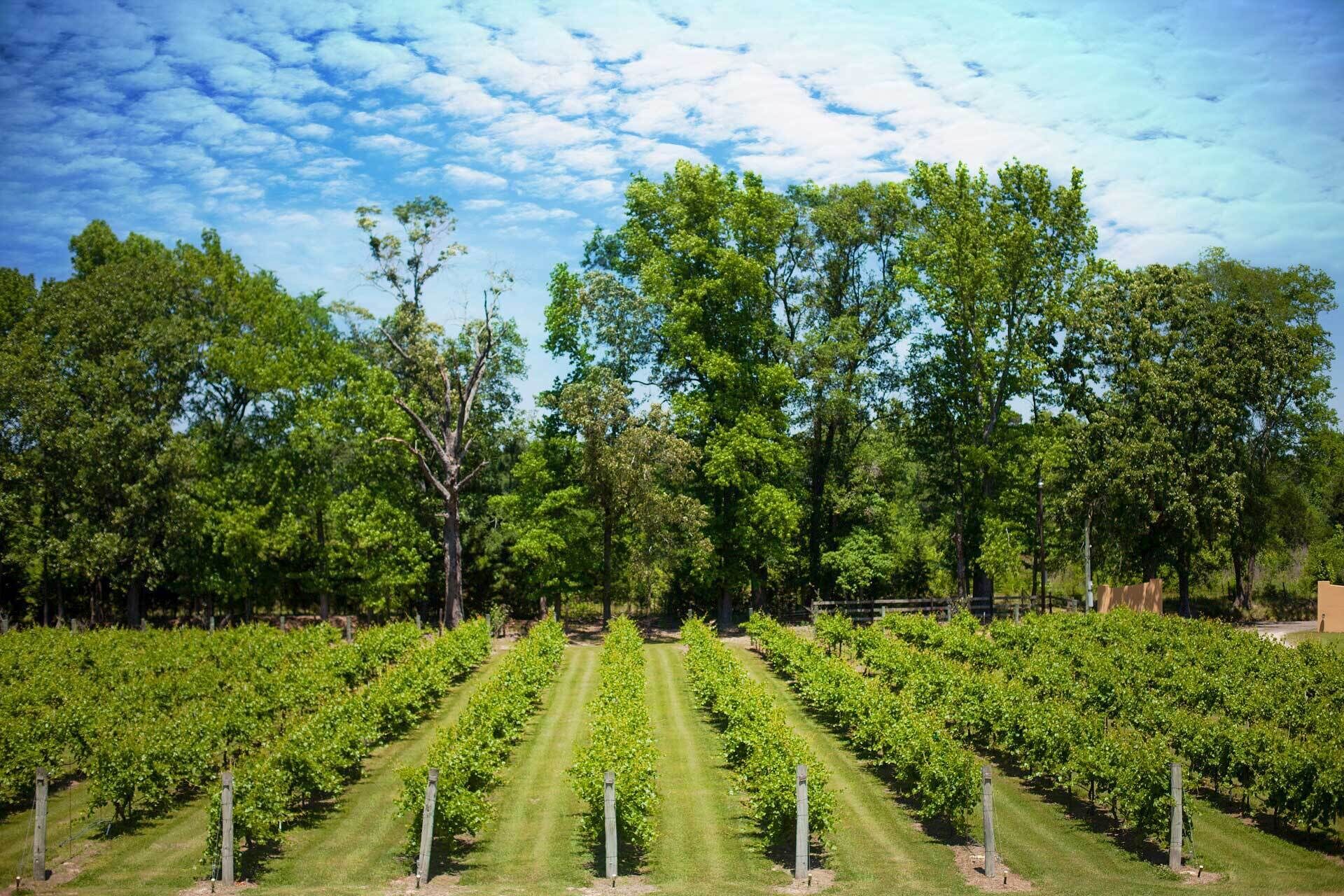 Viñedo con hileras de vides y una valla de madera al fondo.