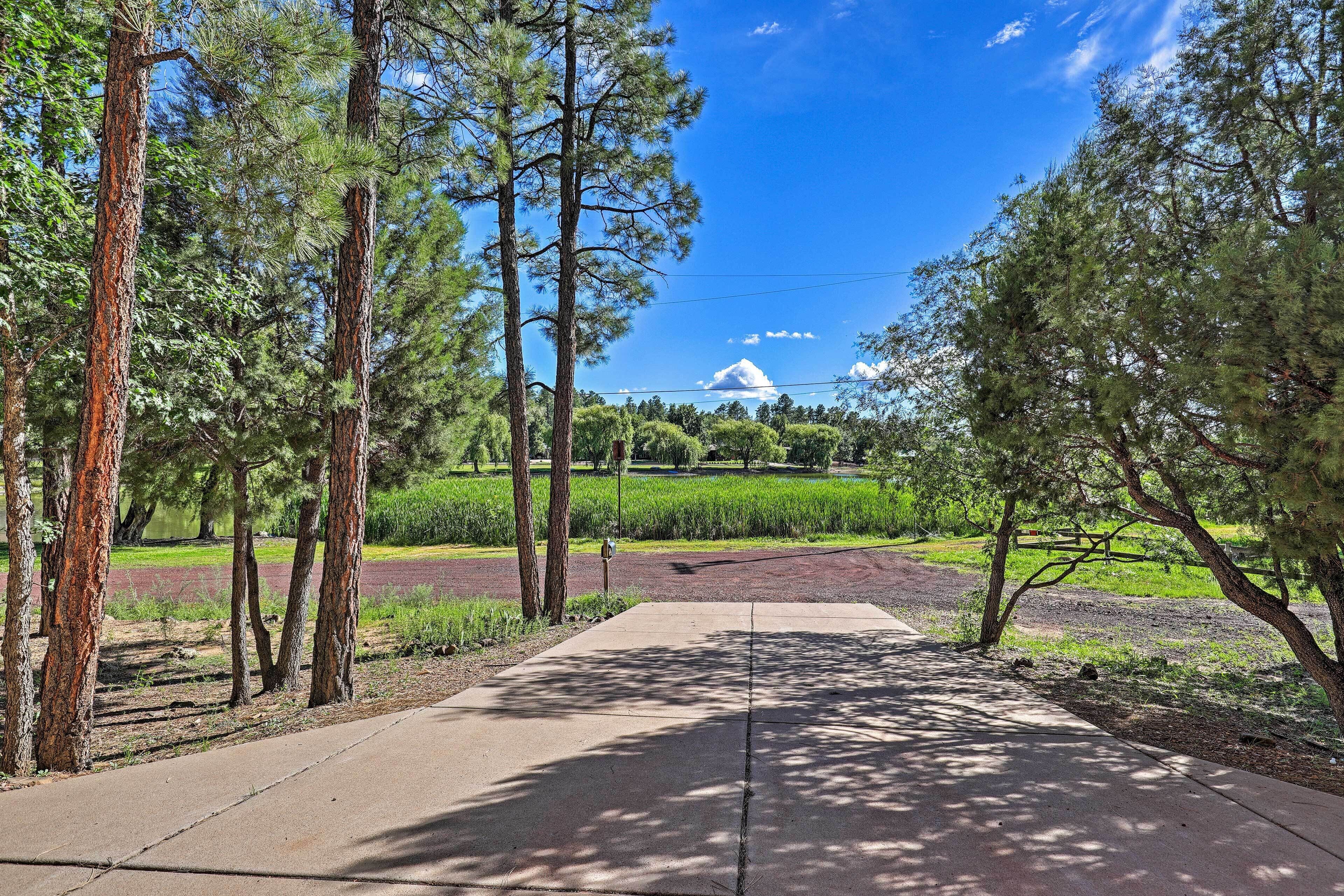 Ein gepflasterter Weg führt durch einen Park mit hohen Kiefern und blauem Himmel.