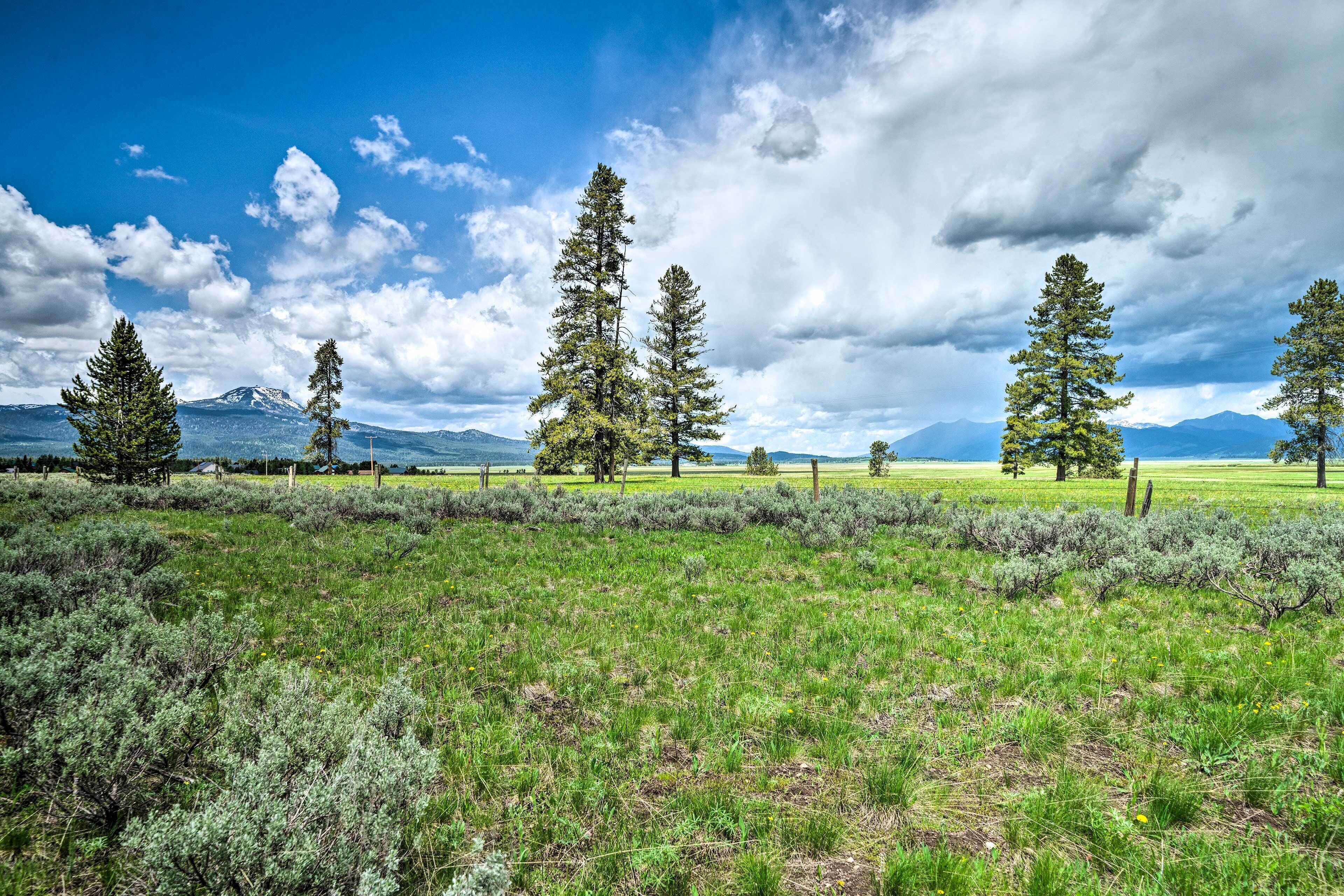 A field with tall evergreen trees and a mountain range in the background.
