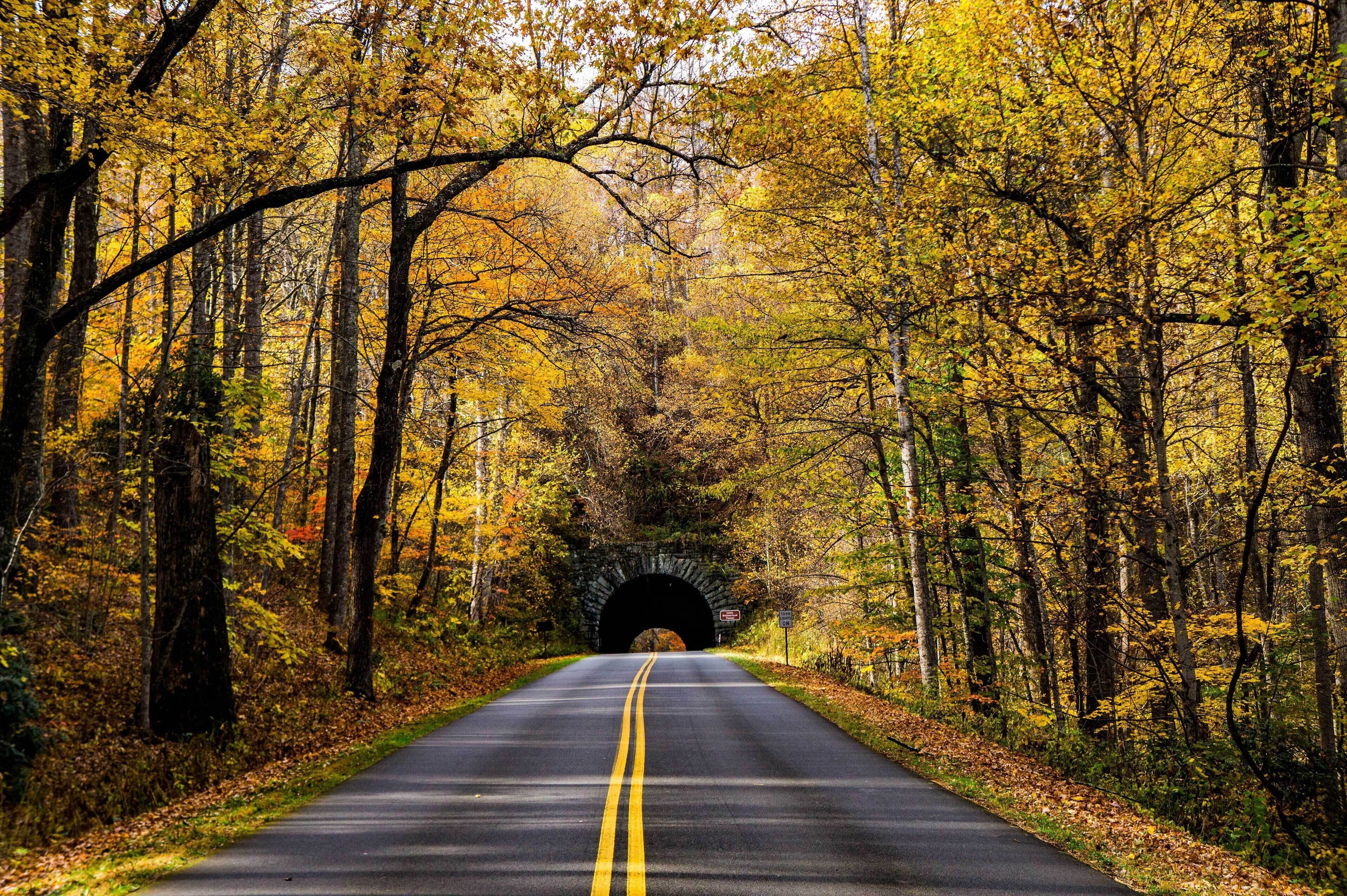 Une route menant à un tunnel, bordée d’arbres aux couleurs automnales.
