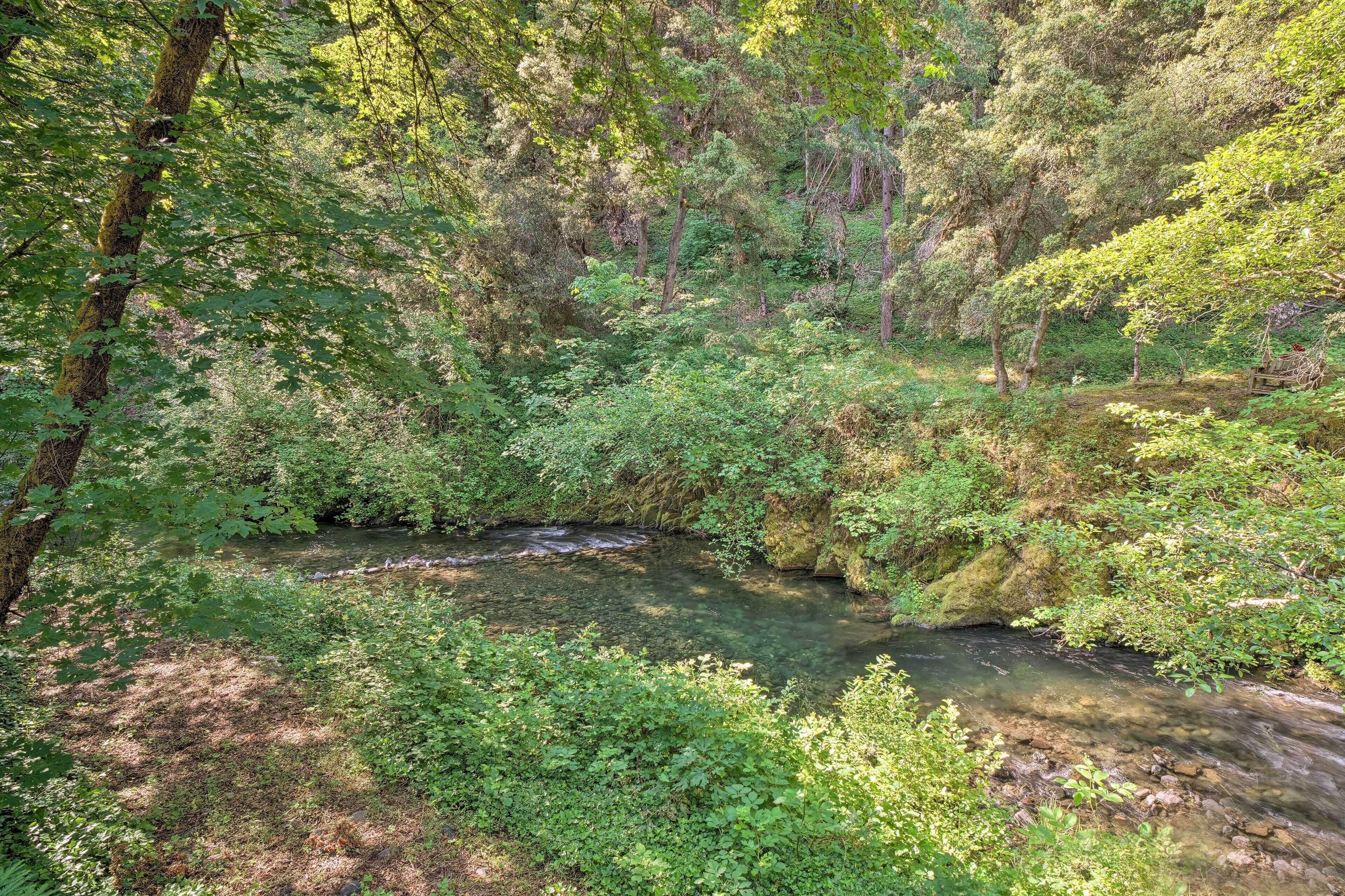 A natural landscape with a stream surrounded by dense foliage and trees.