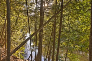 Un bosque denso con árboles altos y una masa de agua tranquila que refleja el verdor.