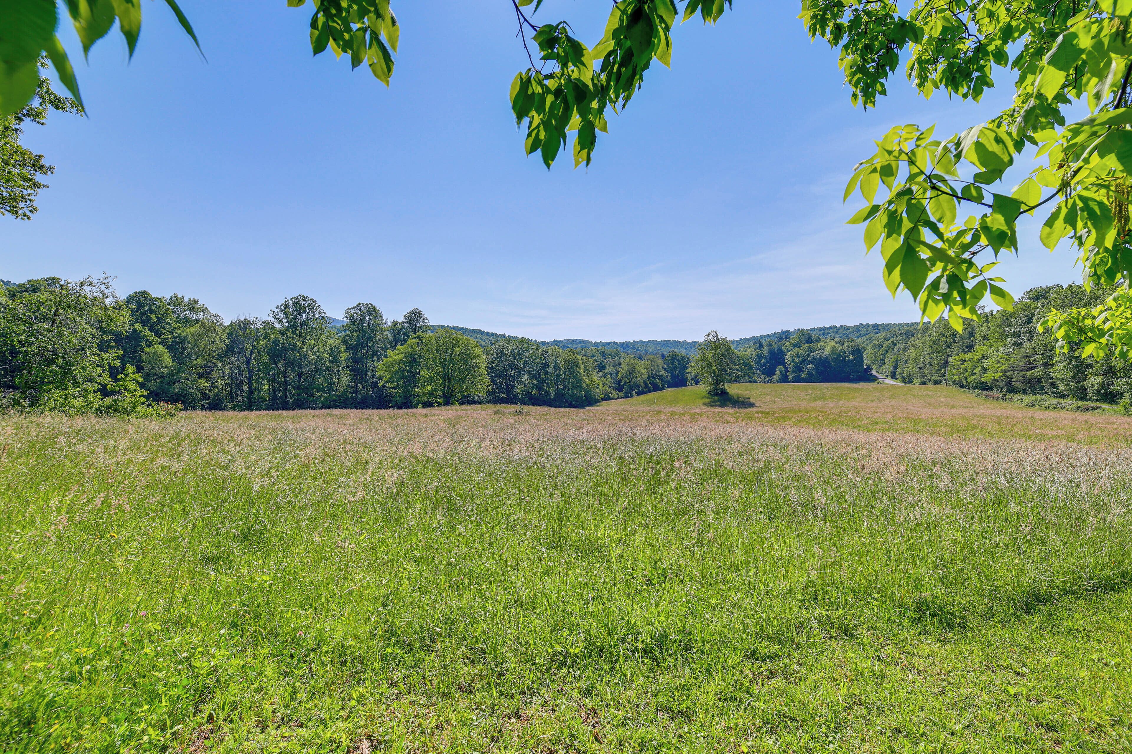 A field with a single tree in the center, surrounded by dense forest under a clear sky.