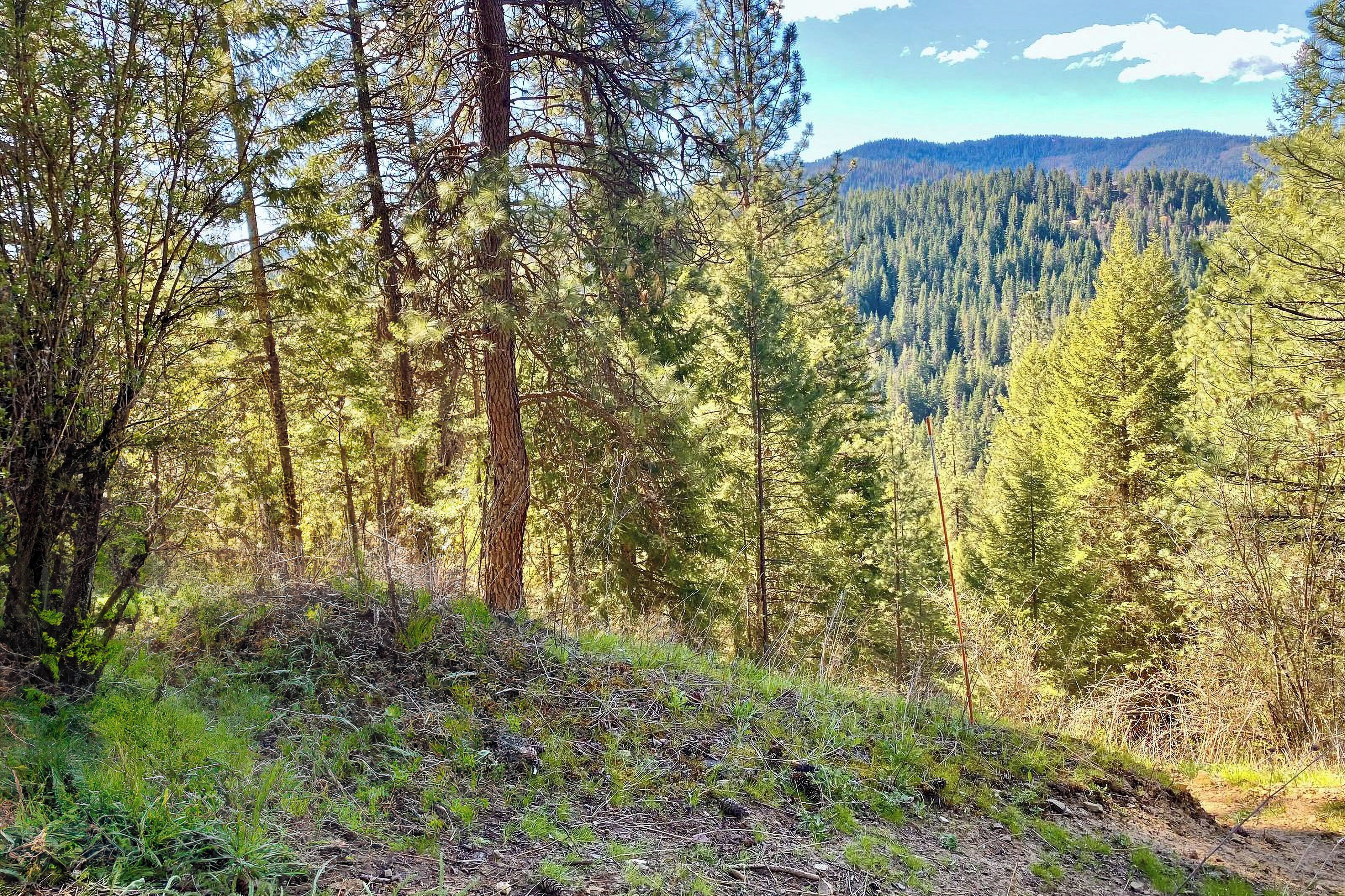 A forested landscape with dense trees and a clear view of a mountain range in the distance.