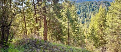 A forested landscape with dense trees and a clear view of a mountain range in the distance.