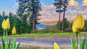 Ein Feldweg mit gelben Tulpen im Vordergrund und einem bewaldeten Gebiet mit hoch aufragenden Bäumen im Hintergrund.