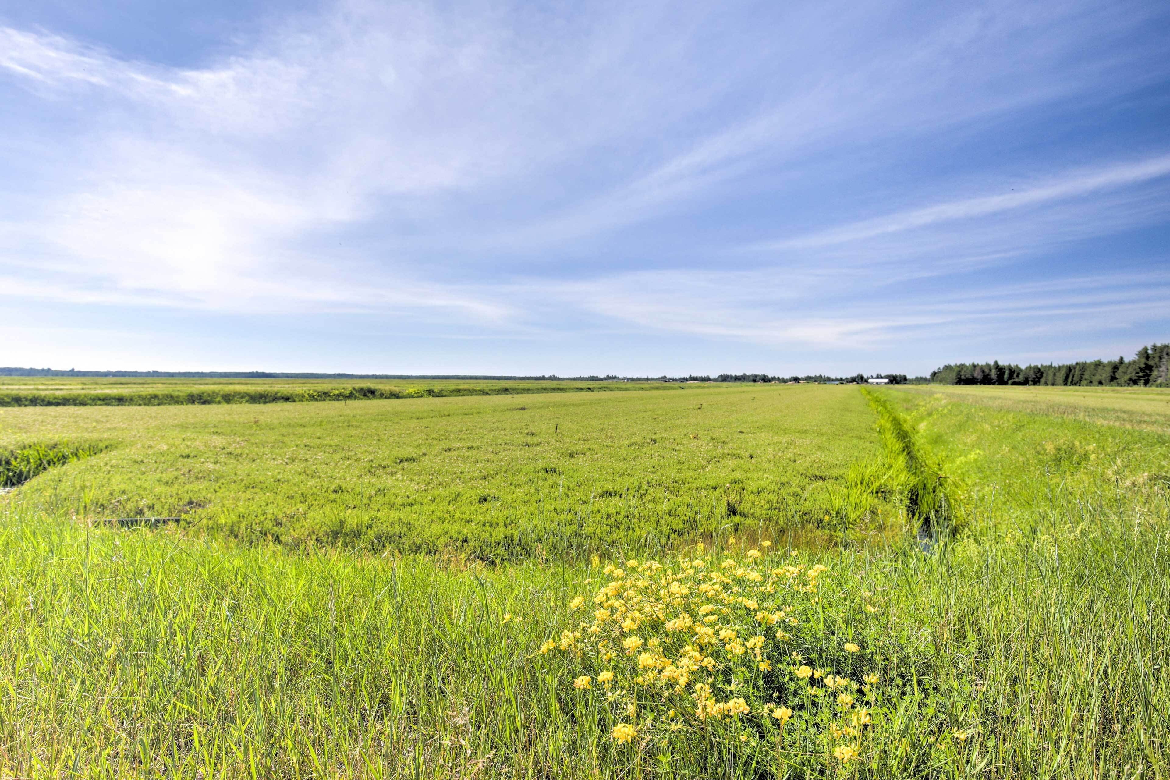 A vast open field with a clear sky and distant trees.