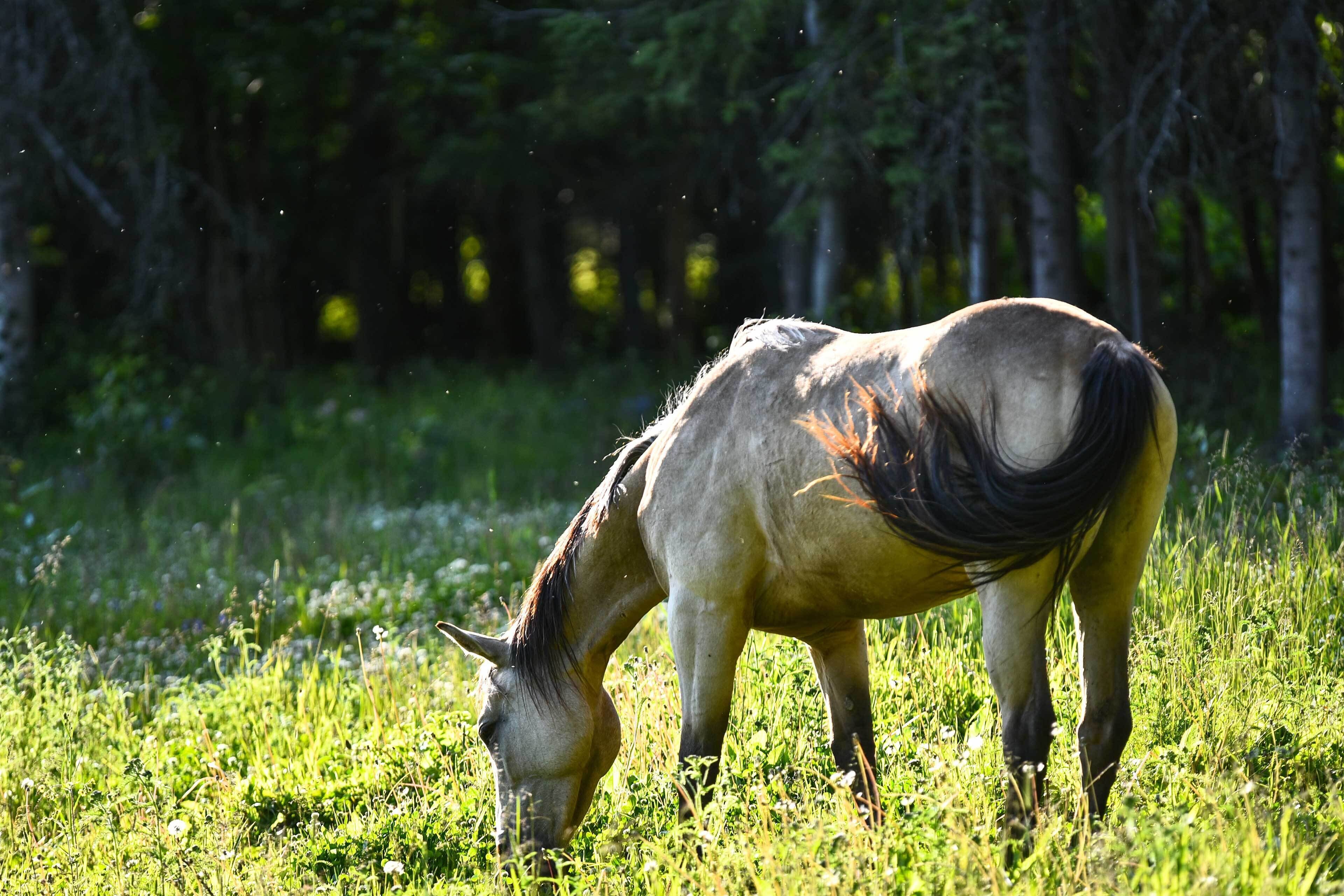 A horse grazing in a grassy field with trees in the background.