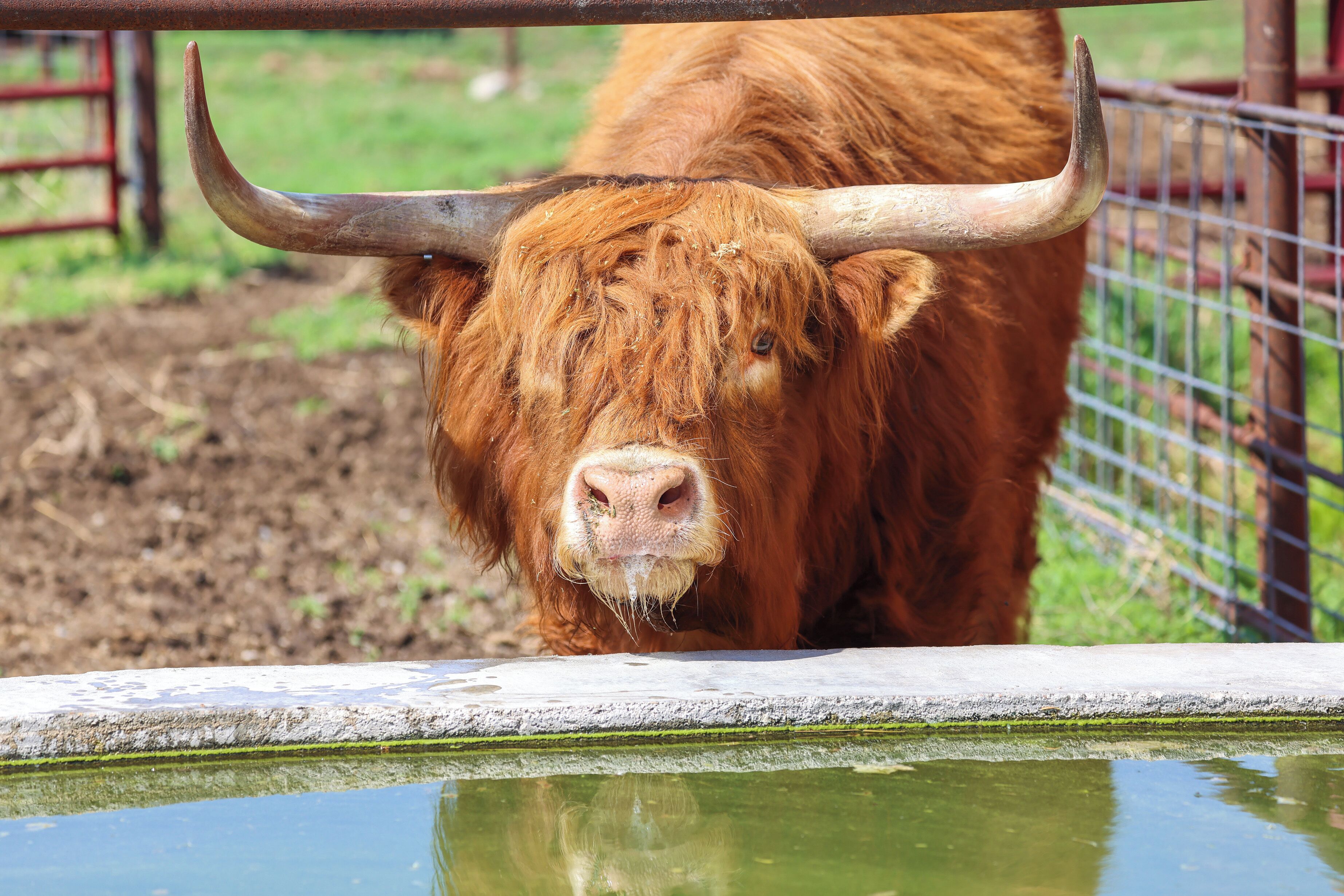 A yak with large horns standing near a water trough.