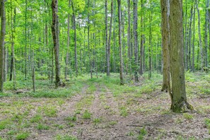 A dense forest with tall trees and a ground covered in green foliage.