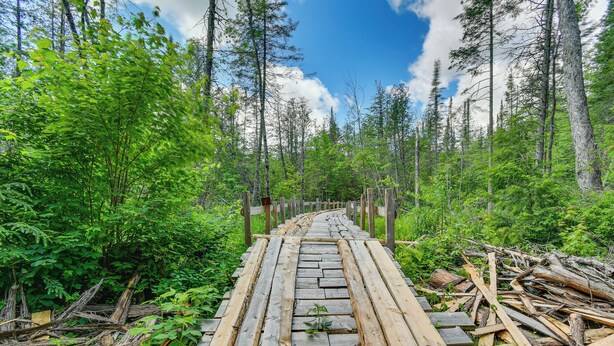 A wooden boardwalk through a forest with tall trees and dense foliage. - 400-acre Outdoor Enthusiast's Lodge in Mancelona! (Mancelona)