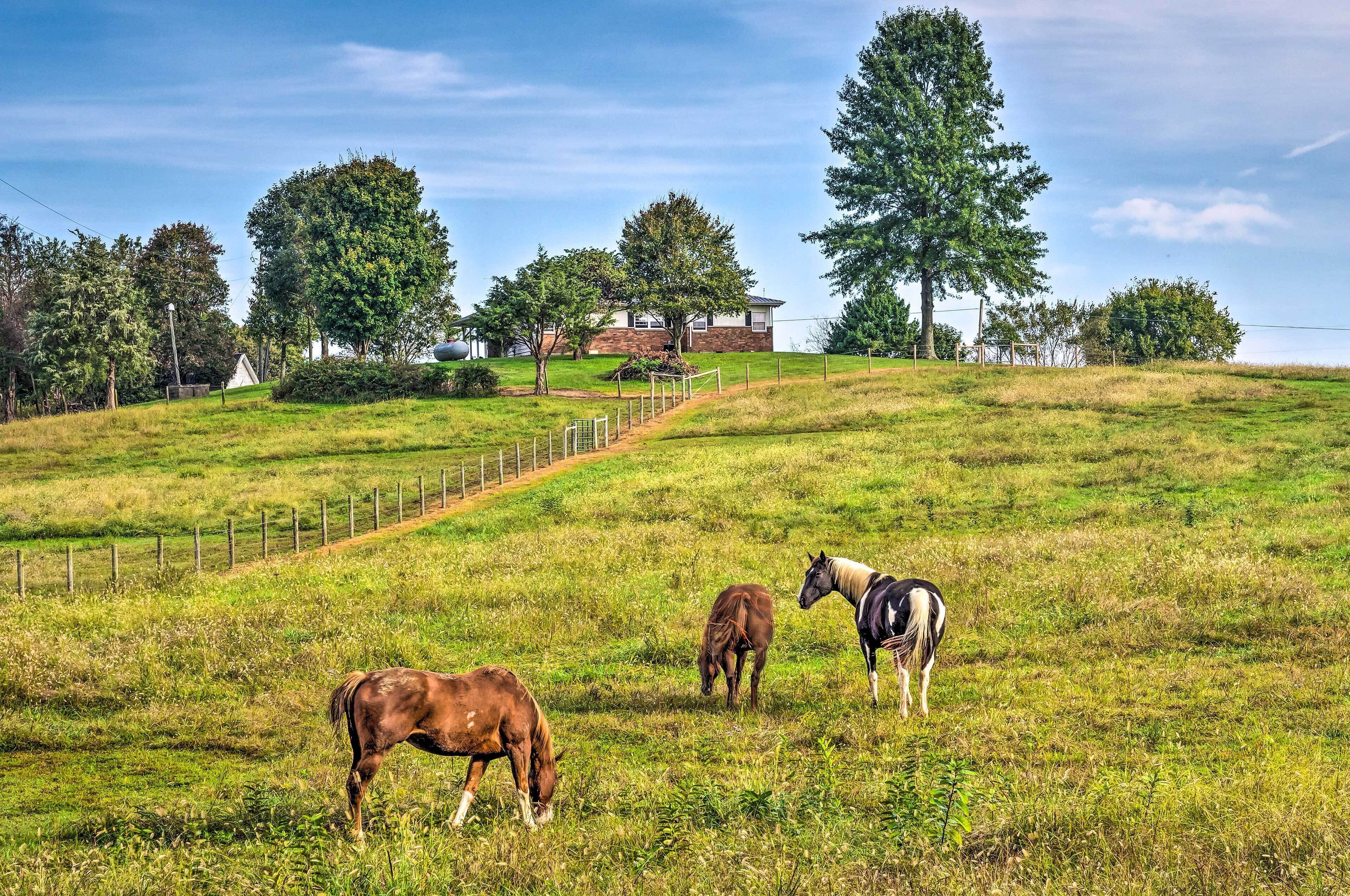 A grassy field with three horses grazing, a wooden fence, and a house in the background.