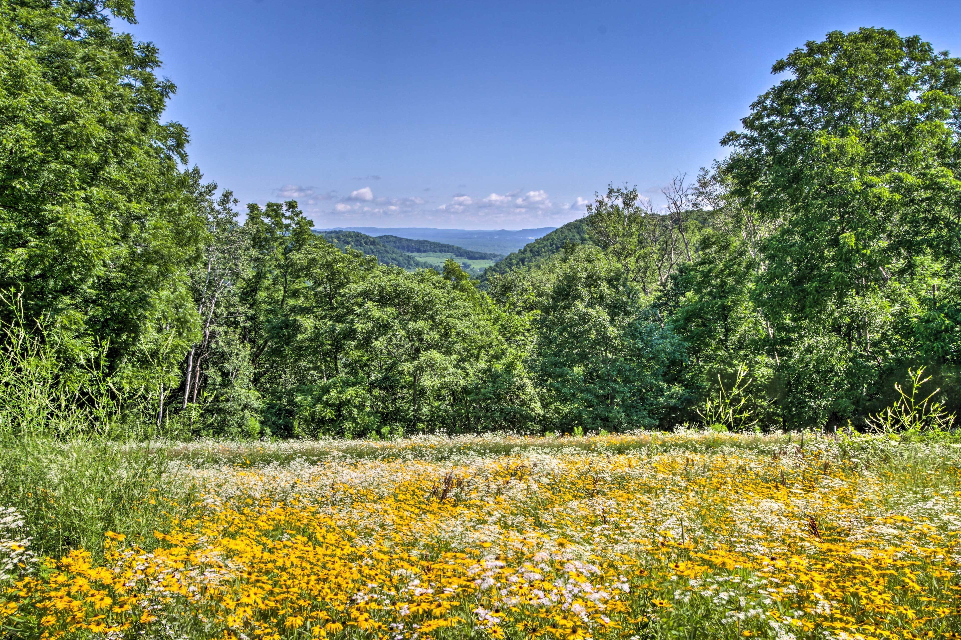 A natural landscape with dense greenery and a meadow of yellow and white flowers.