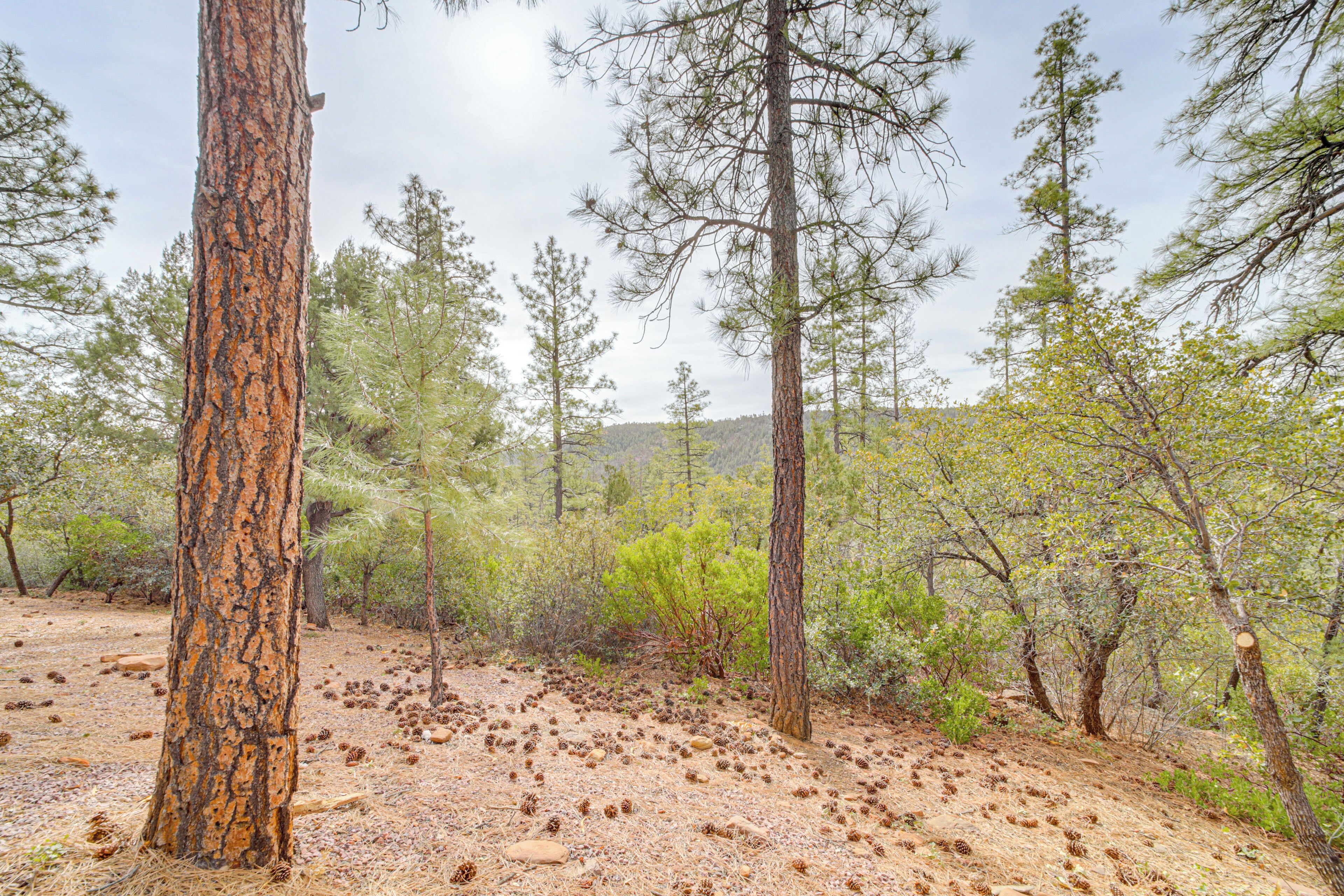 Une zone boisée avec de grands arbres et un sol recouvert de pommes de pin.
