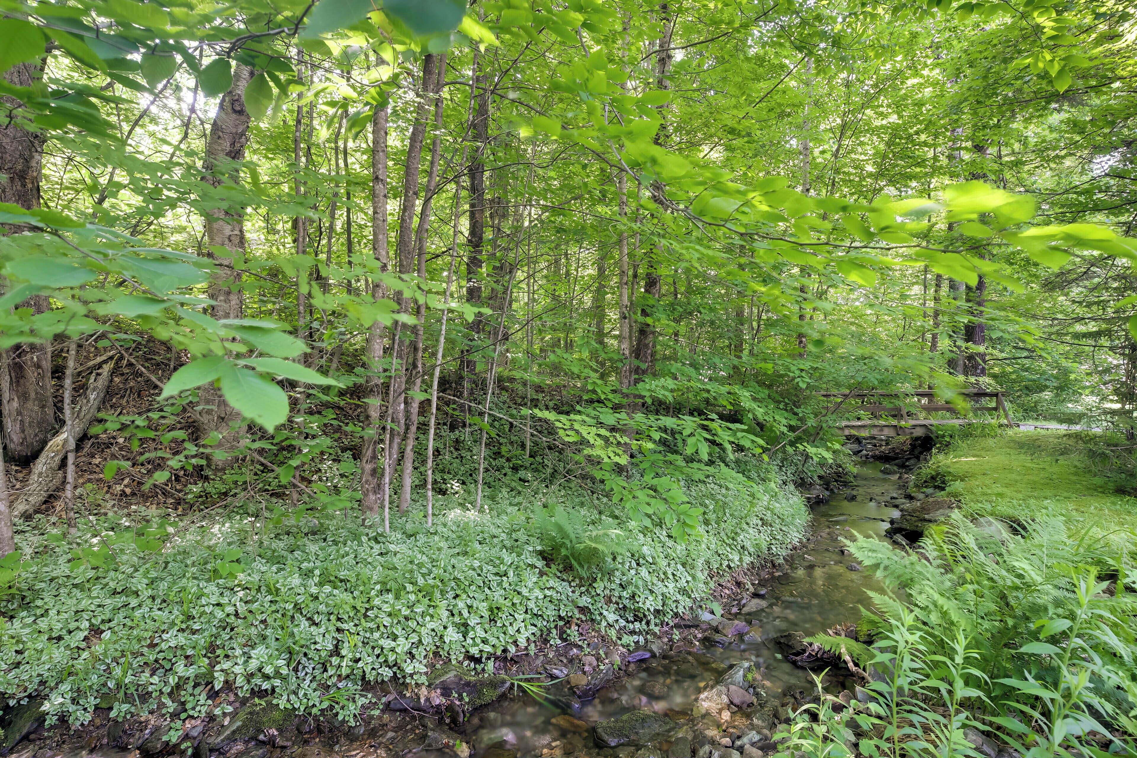 A forested area with a stream, dense foliage, and a wooden bridge.