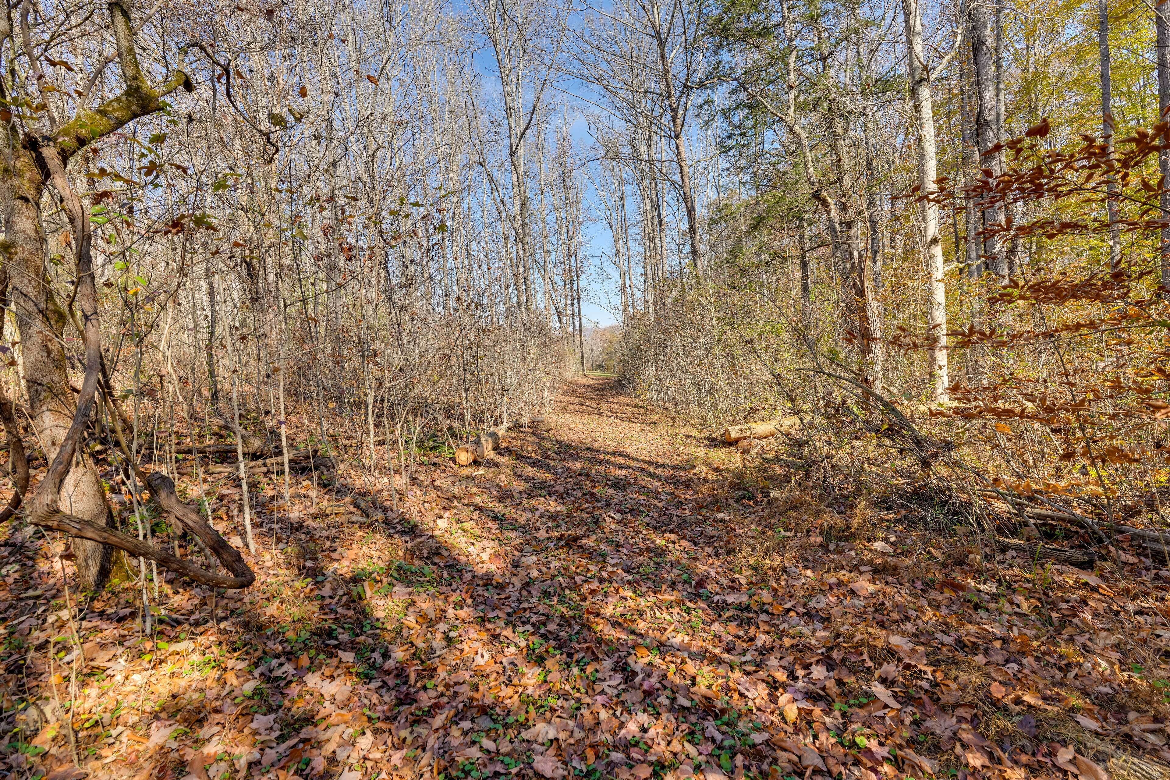 A forested path with trees and fallen leaves.