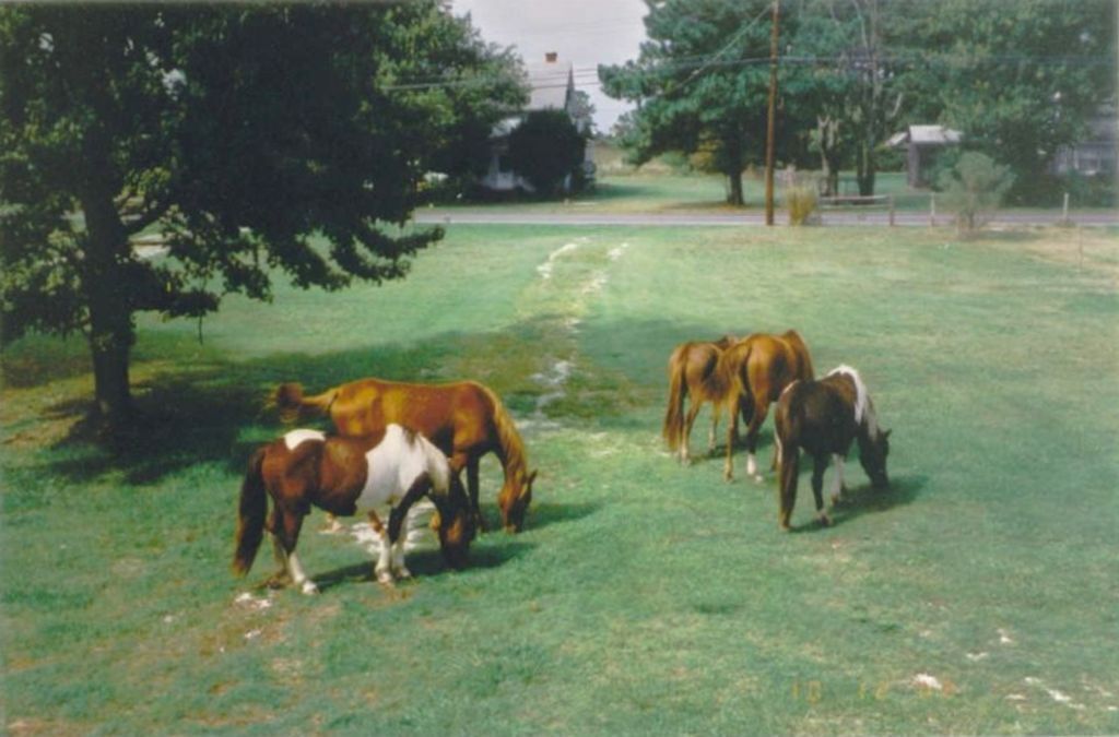 Un groupe de chevaux paît dans un champ herbeux, avec des arbres et une route en arrière-plan.