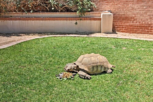 Pet-friendly Tucson Casita: Shared Hot Tub & Patio