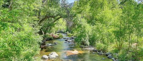 A clear stream with rocks and lush greenery.