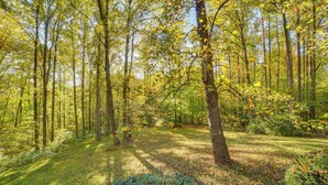 Ein Wald mit hoch aufragenden Bäumen und einer grasbewachsen Lichtung.