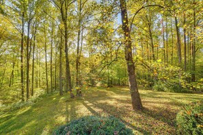 Ein Wald mit hoch aufragenden Bäumen und einer grasbewachsen Lichtung.