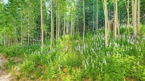 Metsäinen alue, jossa on korkeita puita ja tiheää aluskasvillisuutta.