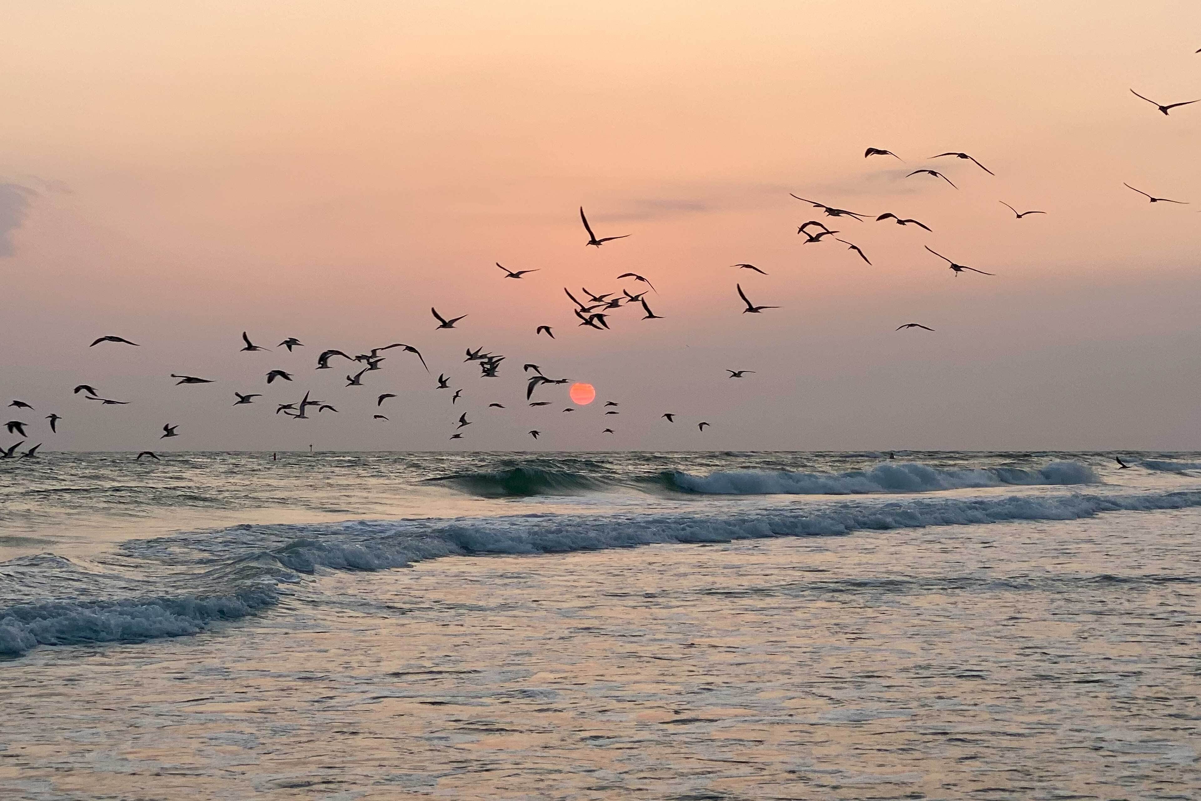 A beach scene with waves and birds flying.
