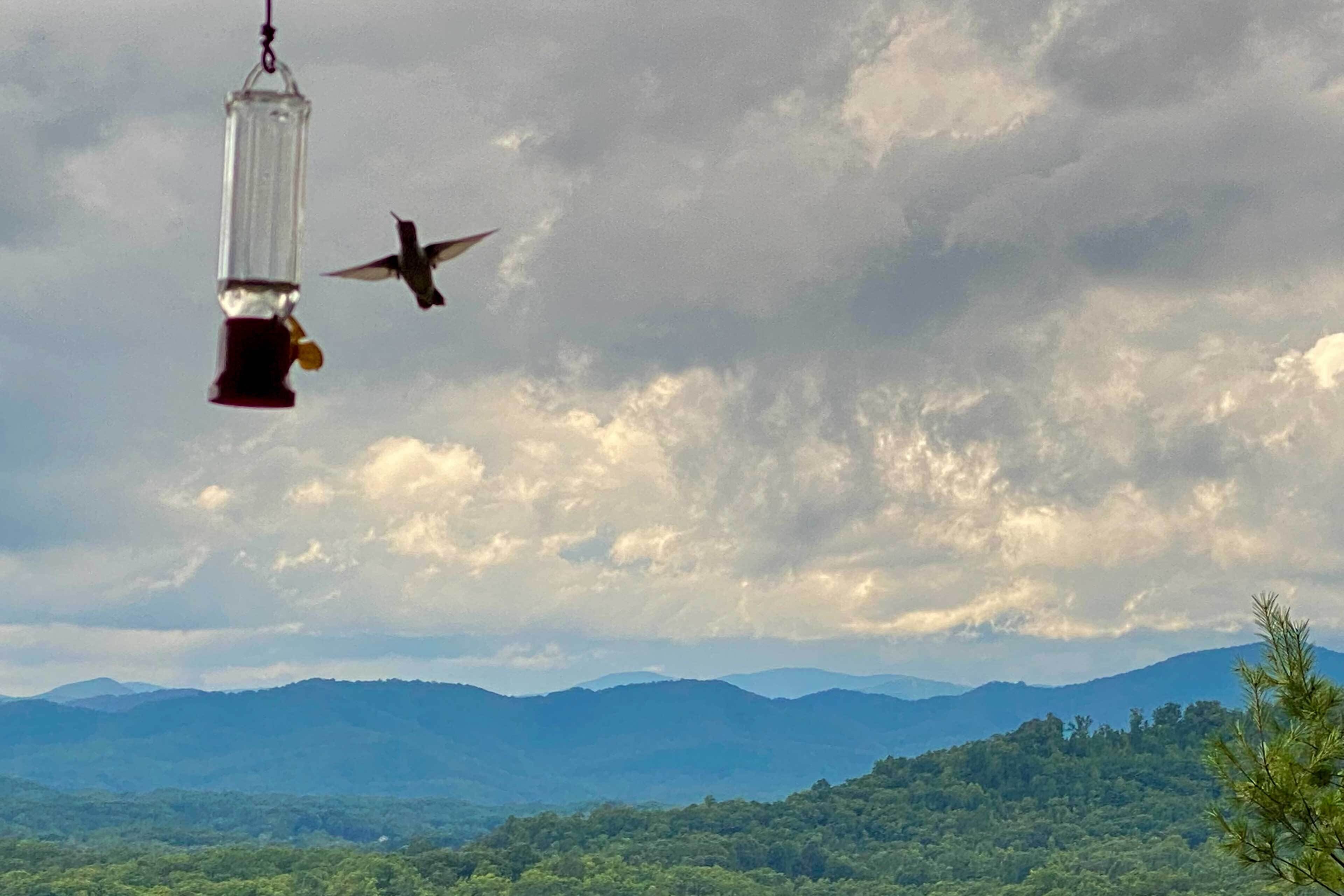 Ein Vogelhaus mit einem vorbeifliegenden Vogel vor einem bewölkten Himmel und fernen Bergen.