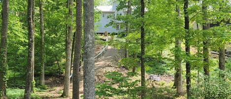 Ein bewaldetes Gebiet mit einem Weg zu einem Haus.
