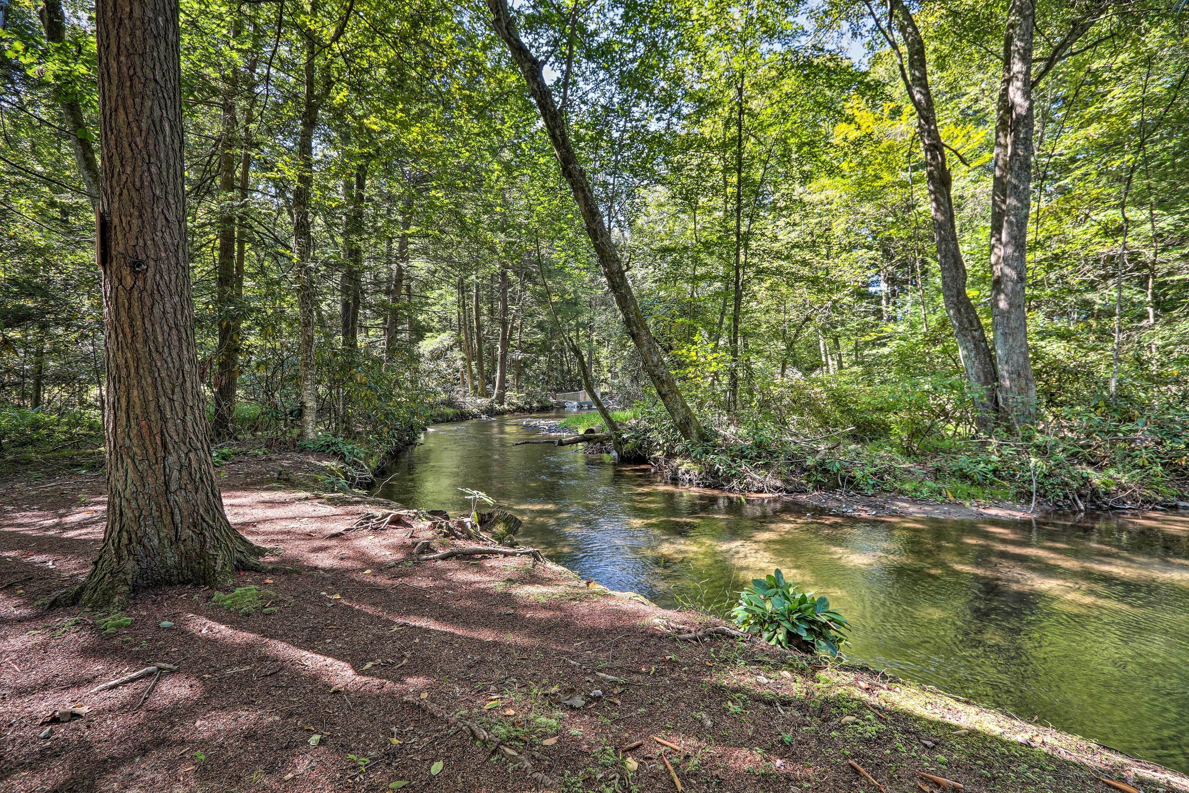 Zona boscosa con un arroyo, rodeada de árboles y vegetación natural.