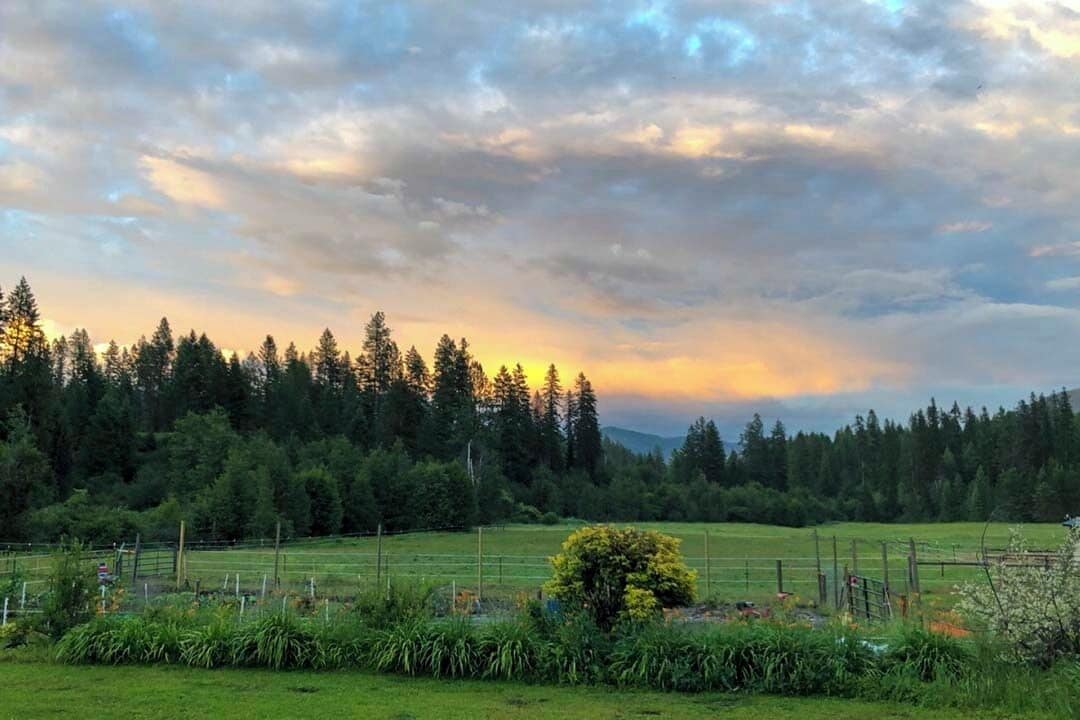 Paisaje rural con un campo, una cerca y un bosque al fondo.
