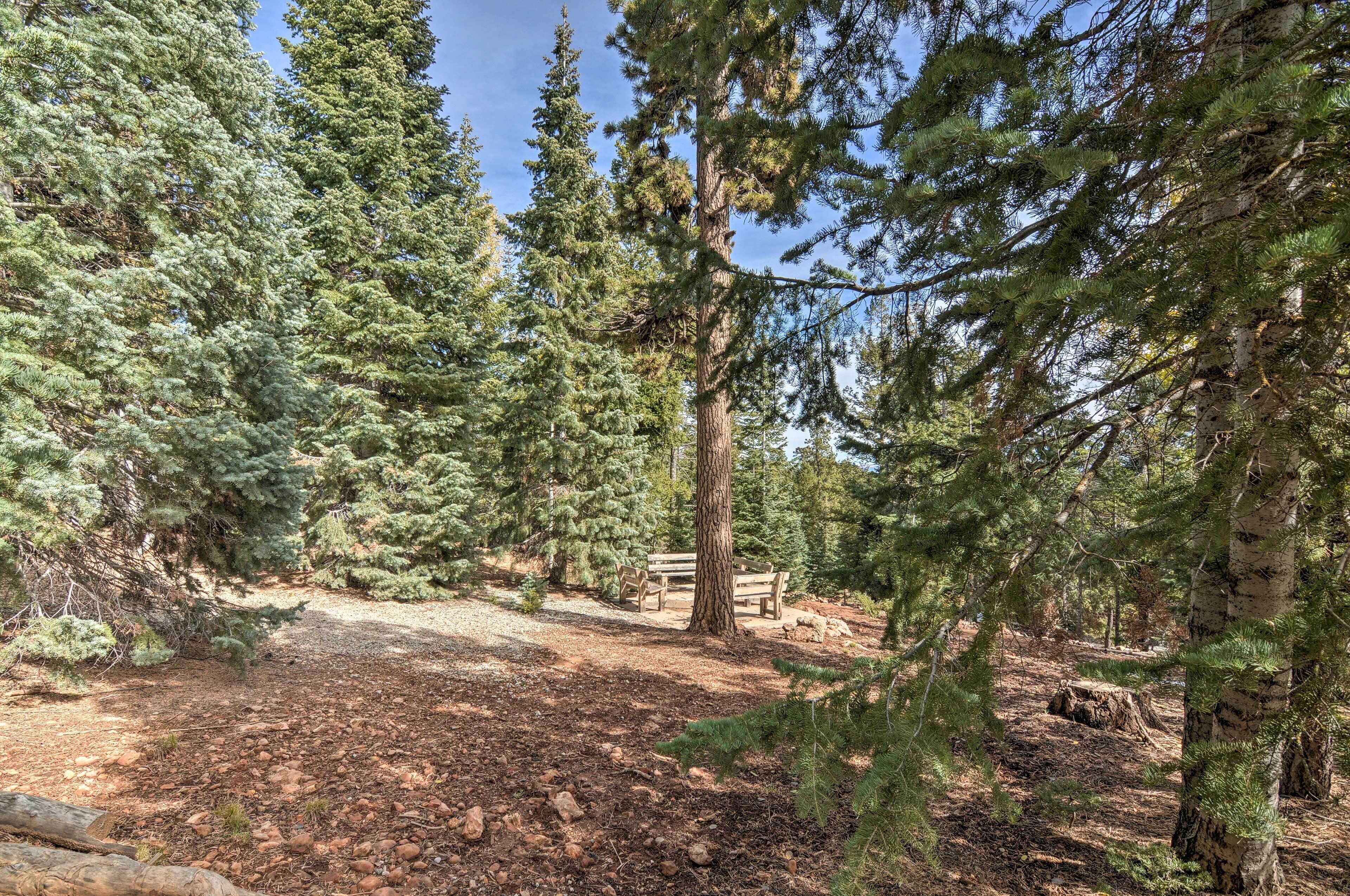 A forested area with a bench and a path.