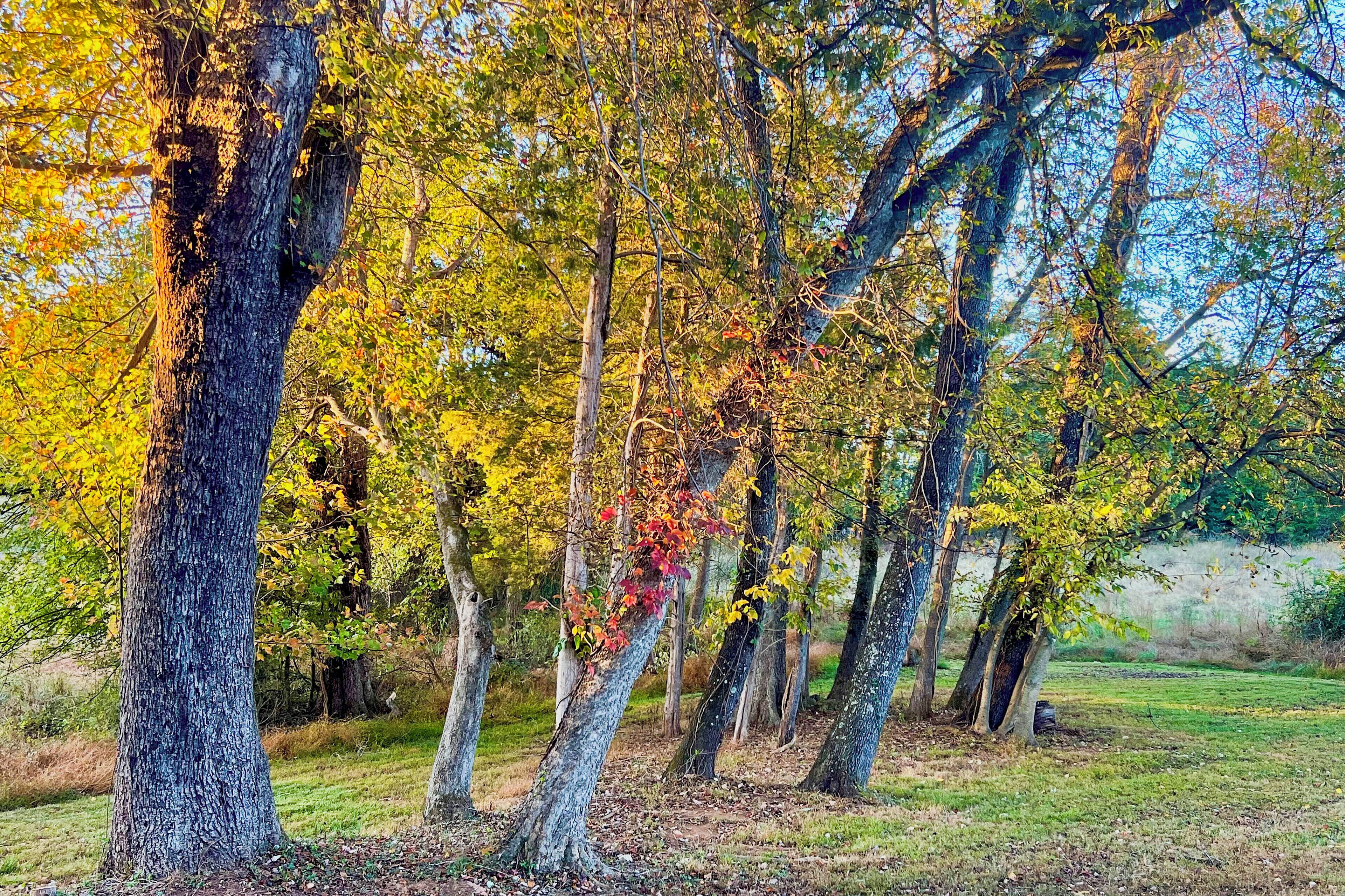 Un bosque con árboles altos y una zona cubierta de hierba.