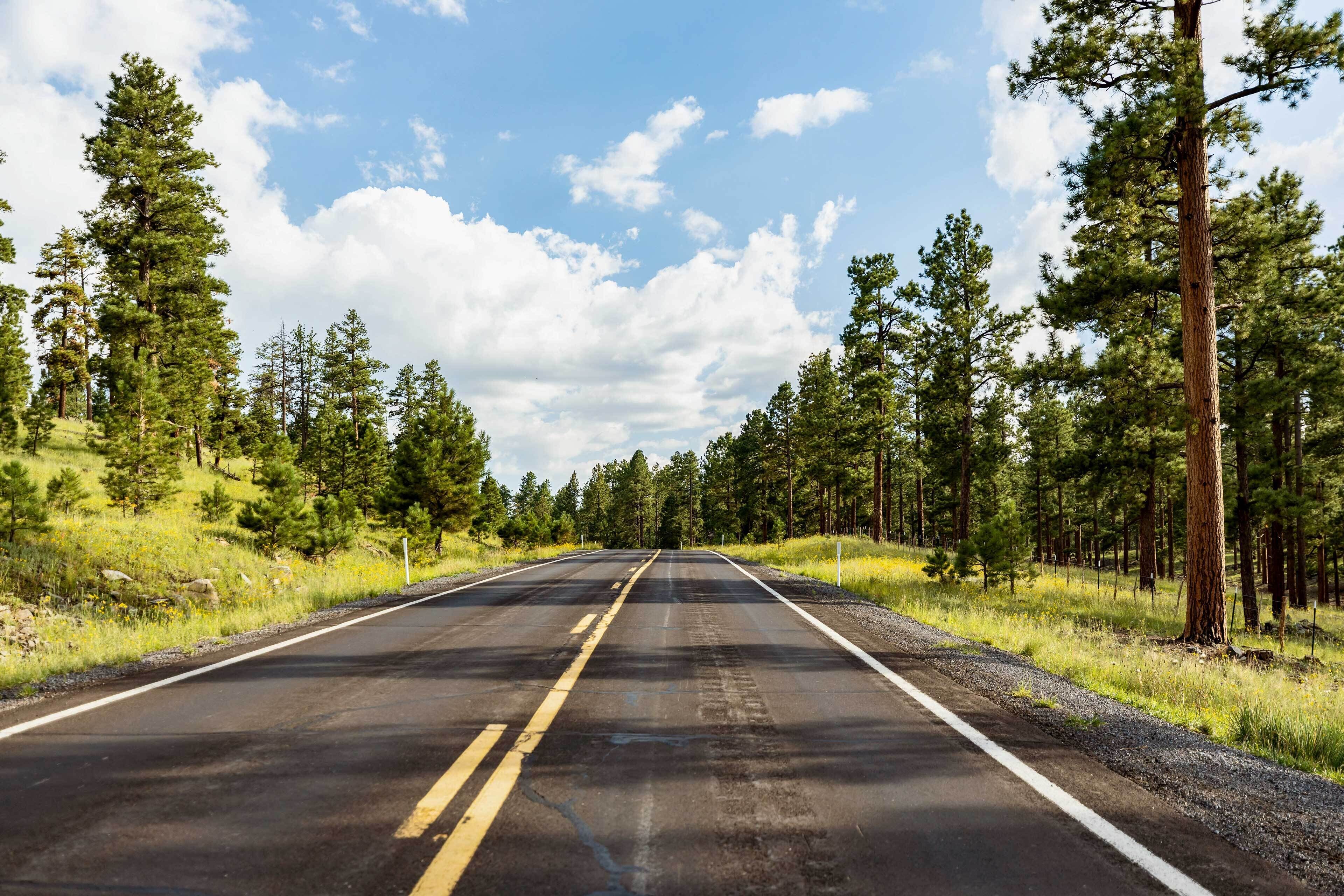A straight road flanked by dense pine trees under a clear sky.