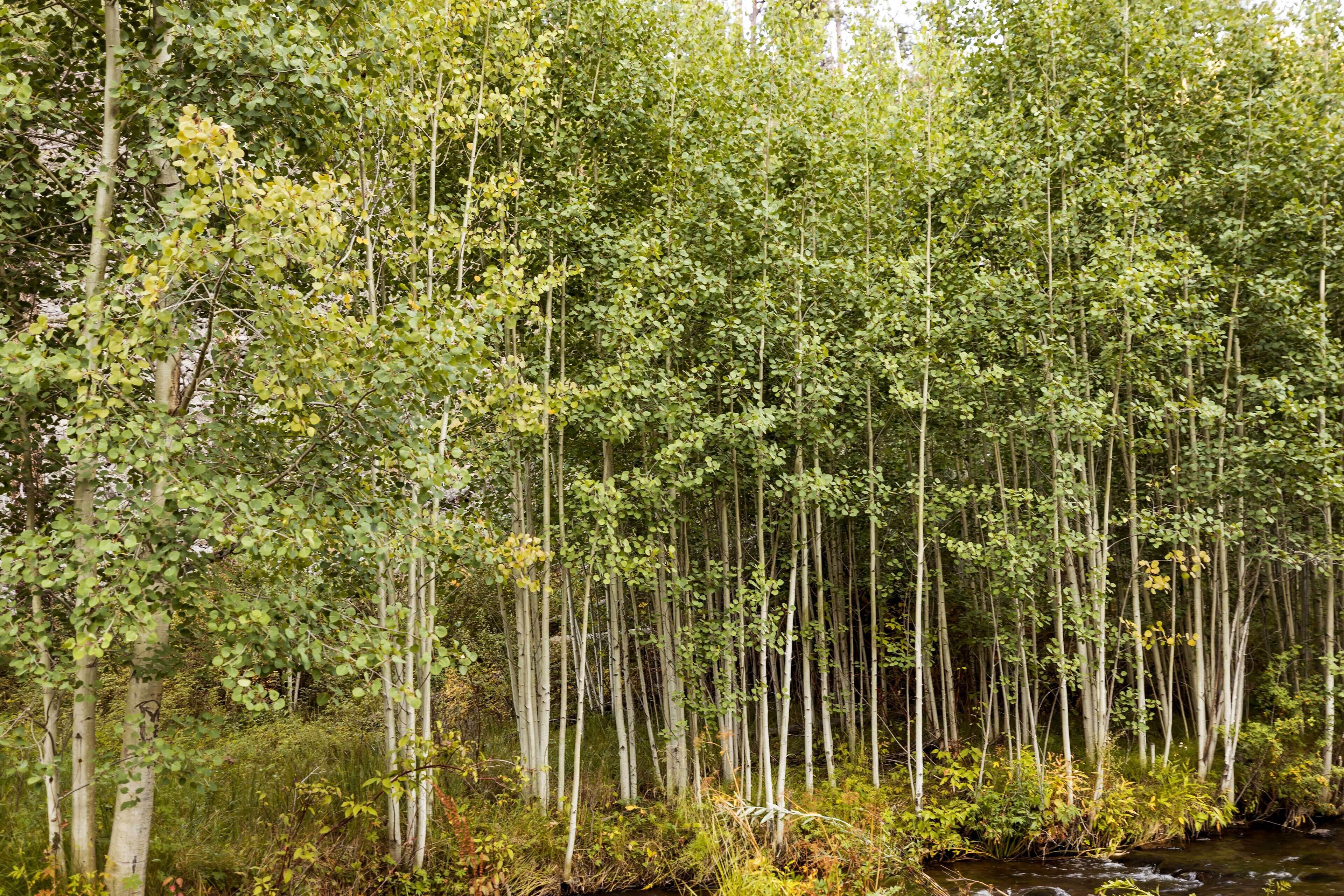 A dense forest with tall trees and a stream.