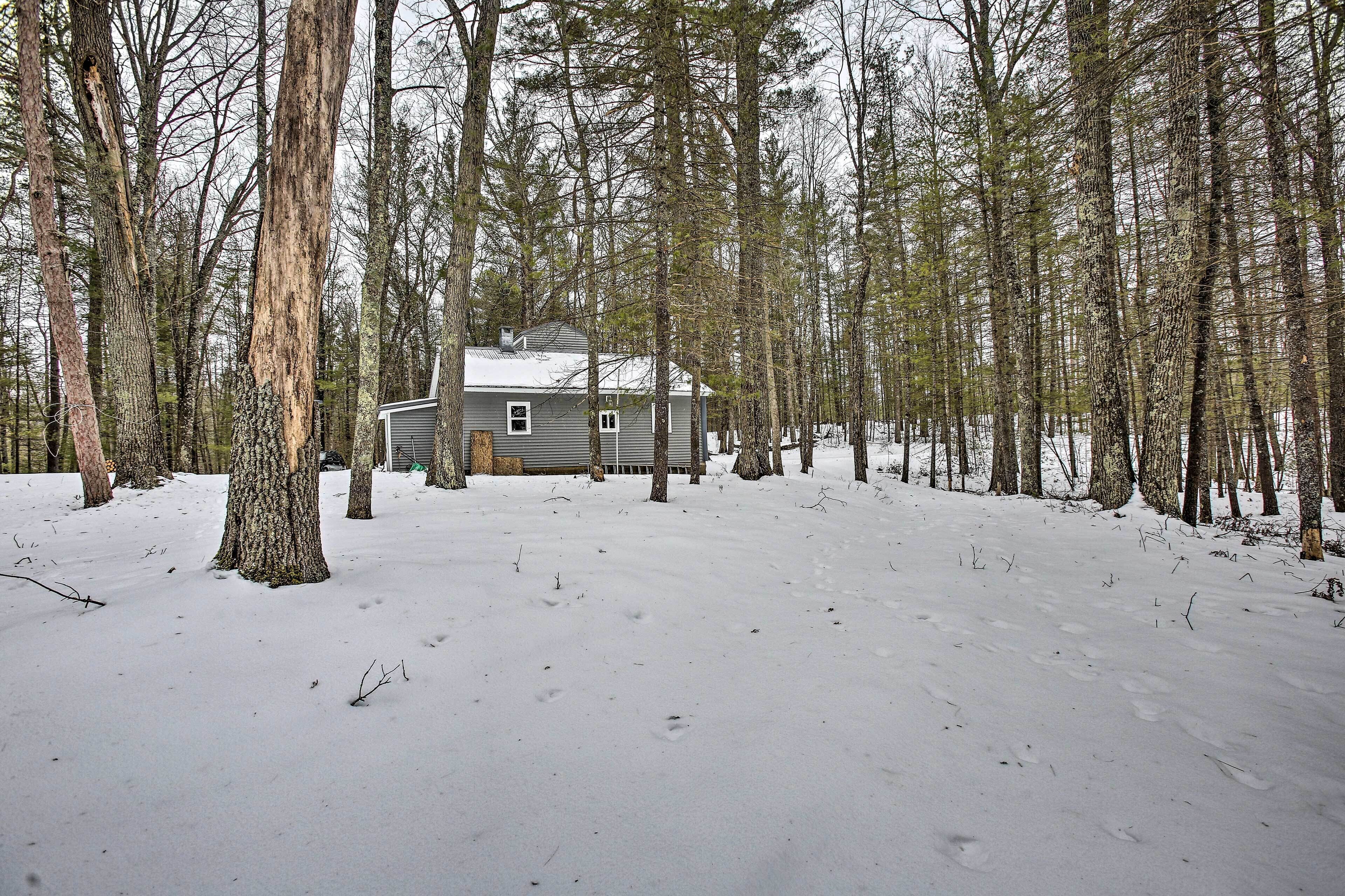 A cabin surrounded by tall trees in a snowy forest.