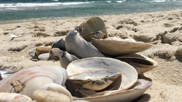 Ein Strand mit verstreuten Muscheln und freiem Blick auf den Ozean.