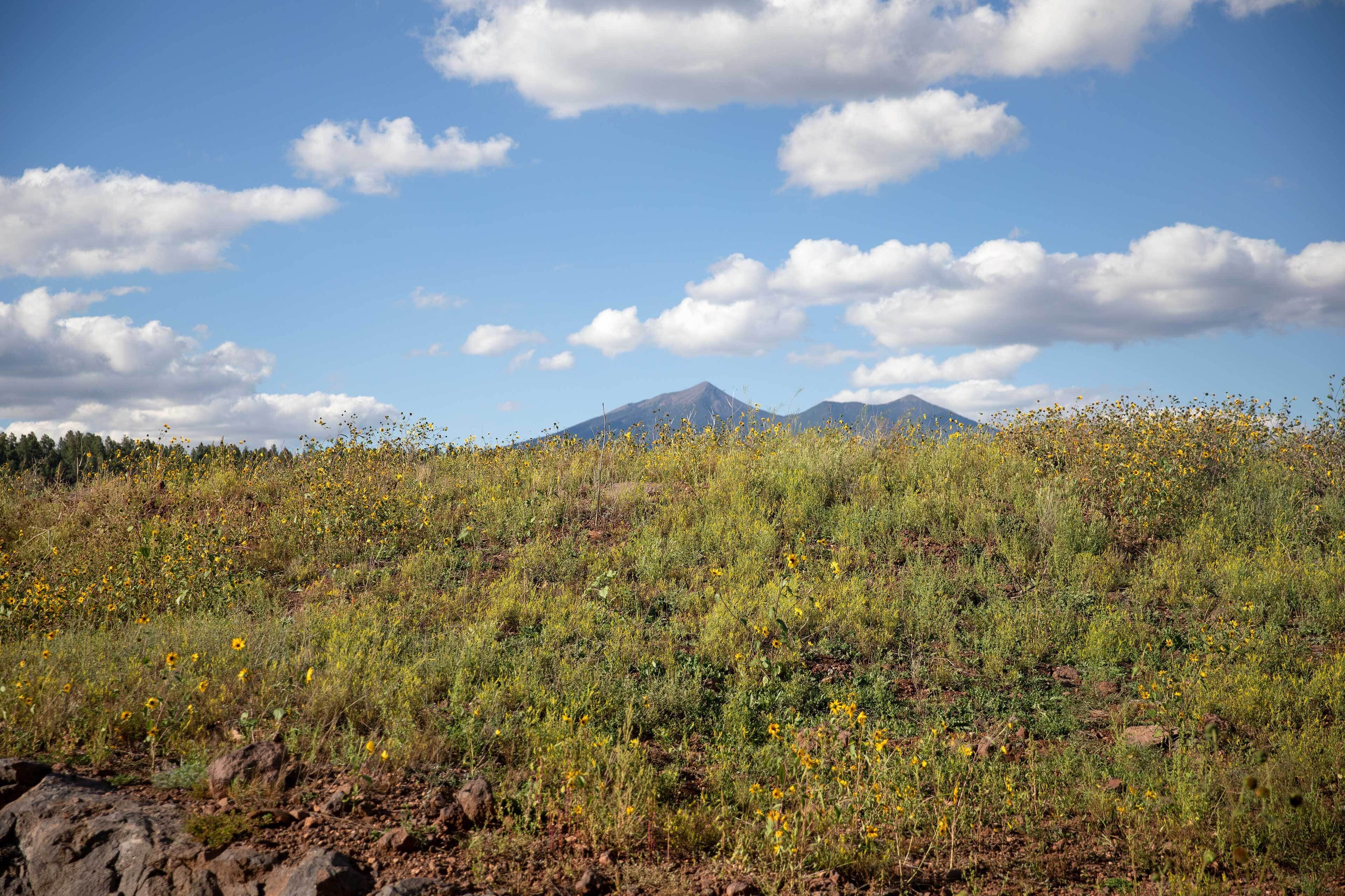 Paisagem natural com montanha ao fundo e um campo de flores amarelas em primeiro plano.