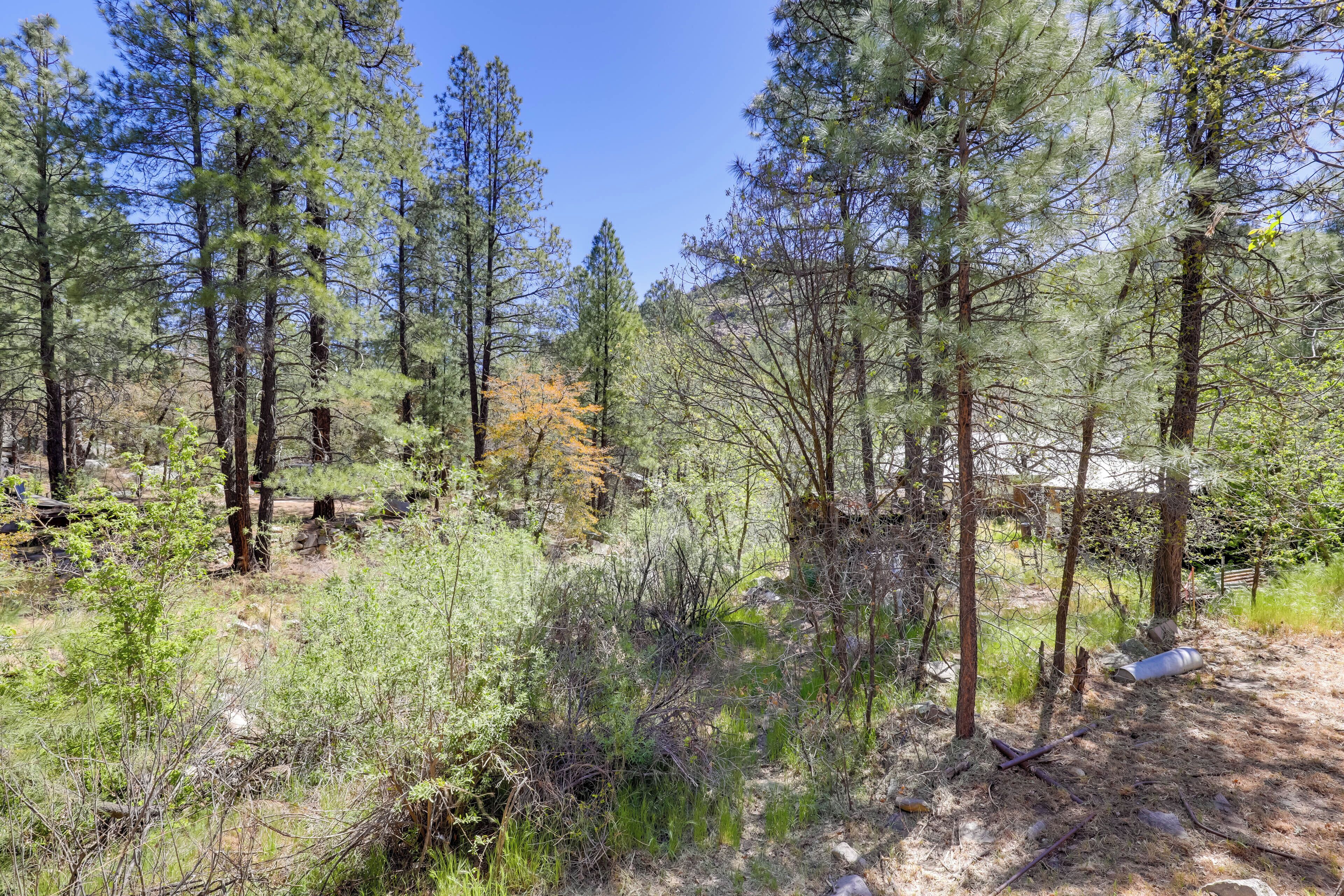 A forested area with tall pine trees and a dirt path.