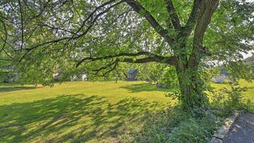 A grassy area with a large tree and a building in the background.