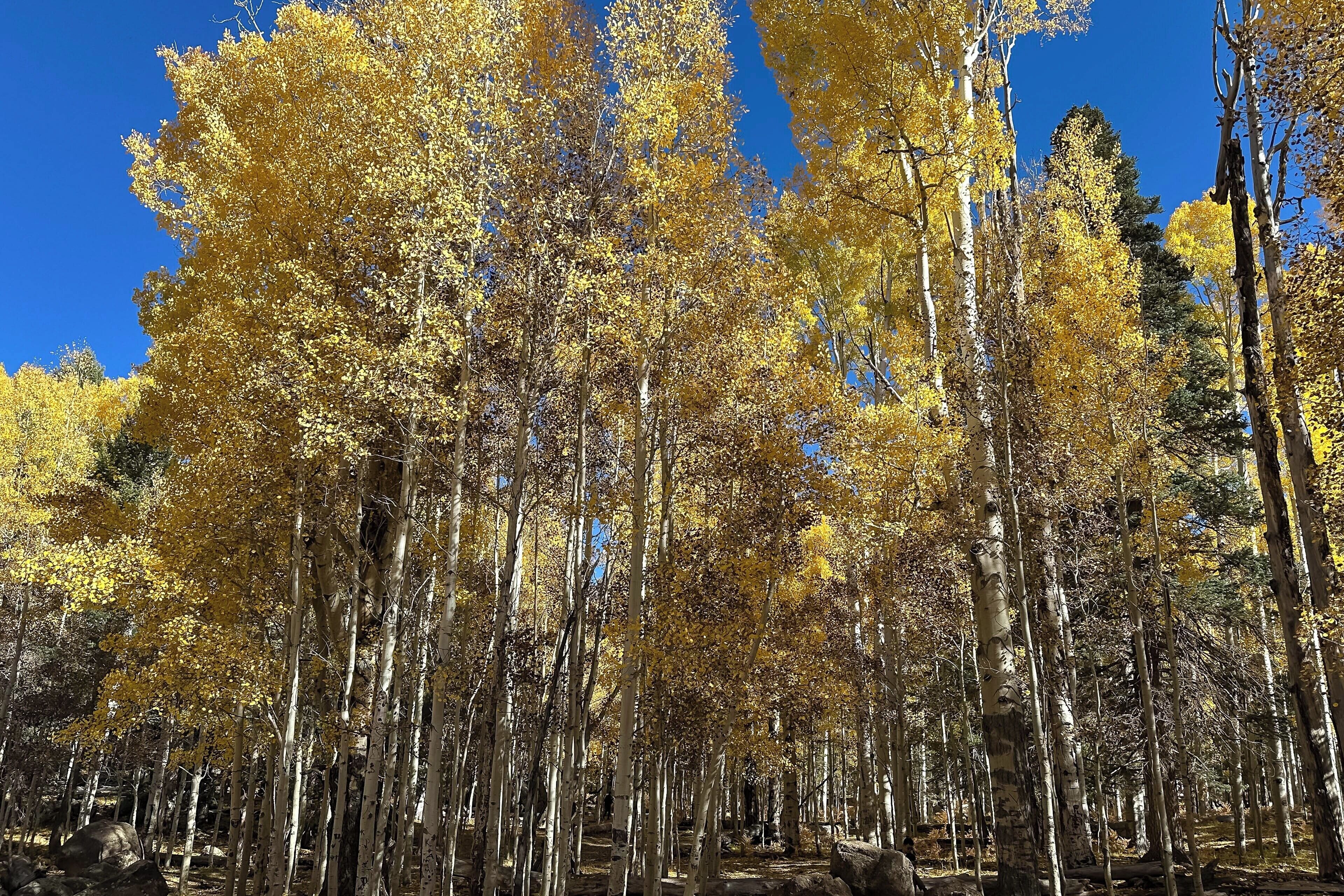 Un bosque denso de árboles altos con hojas amarillas, probablemente en otoño.