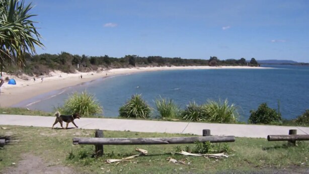 A coastal beach scene with a pathway, a dog, and a clear blue sky. - LUXURY HAVEN! Beautiful, central, wifi & spacious! Walking to everything! (Yamba)