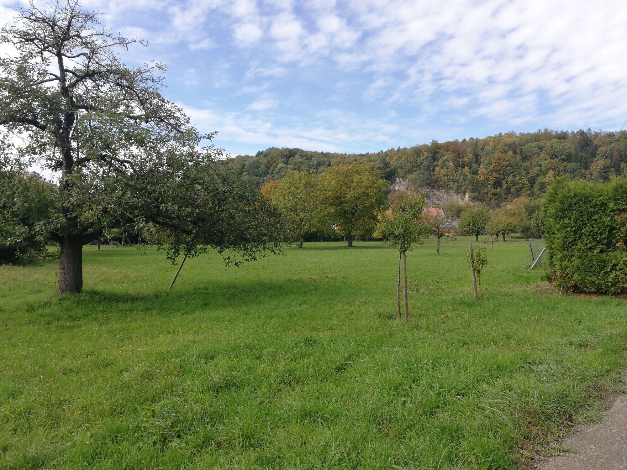 Un campo cubierto de hierba con árboles y una colina al fondo.