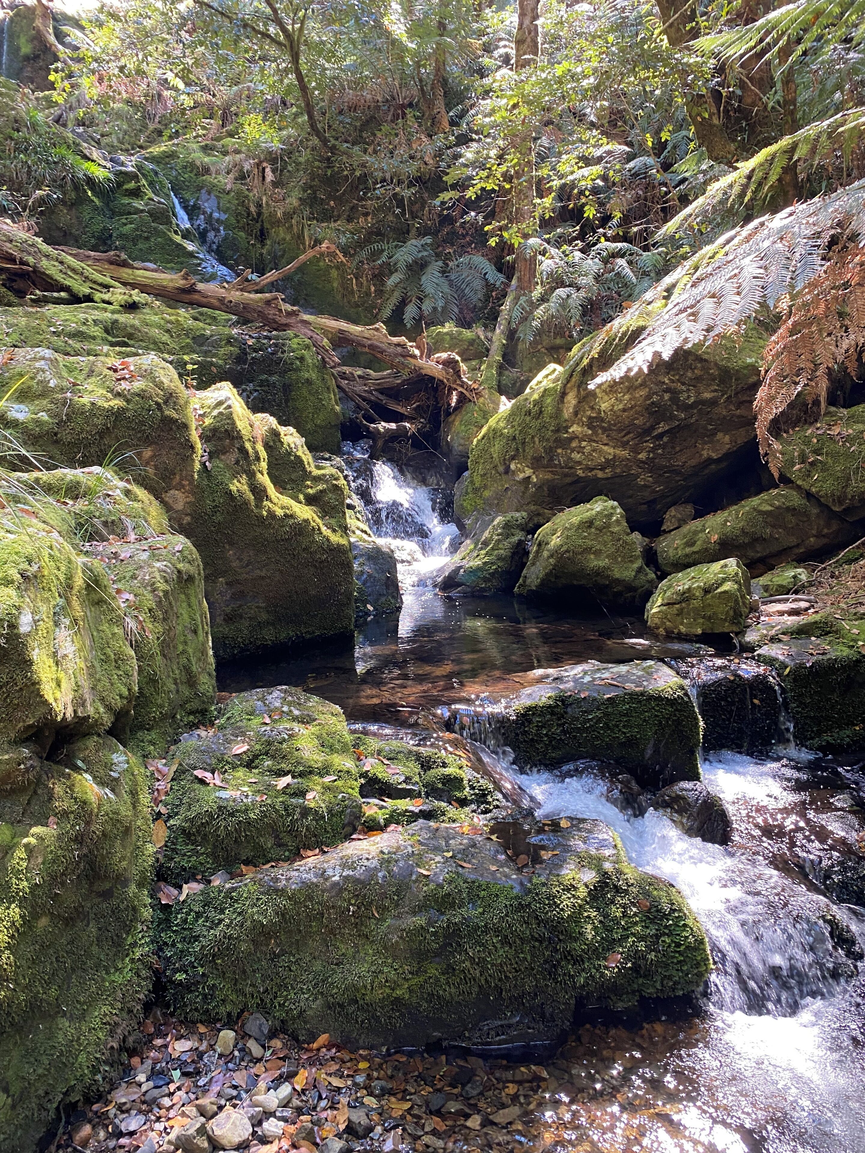 A natural stream flowing over rocks in a forested area.