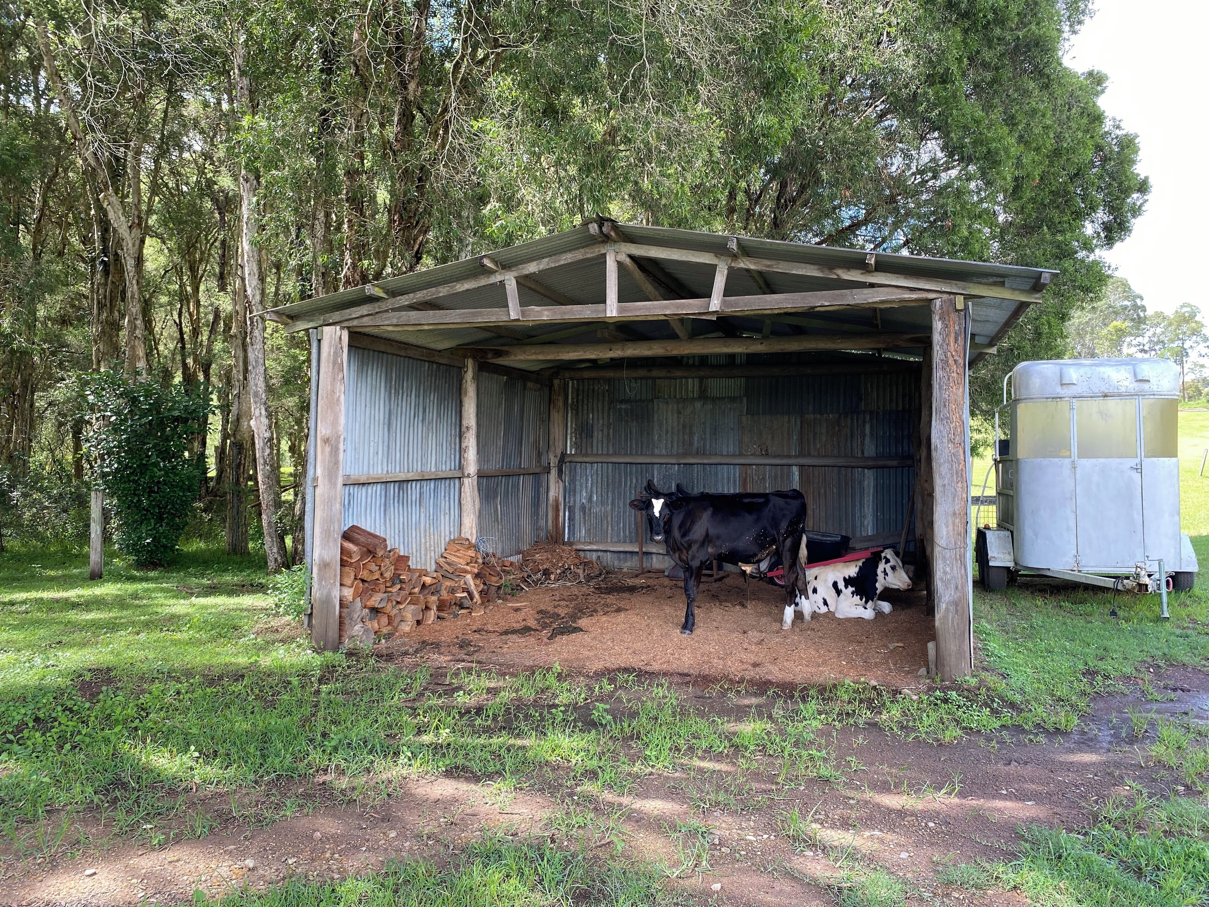 A rustic barn with a metal roof, a wooden floor, and a small enclosed area for animals.
