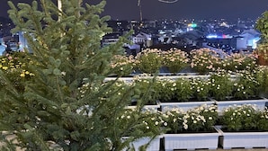 Un jardin sur le toit, agrémenté de plantes et de fleurs en pot, d’où l’on peut admirer la vue sur la ville illuminée la nuit.