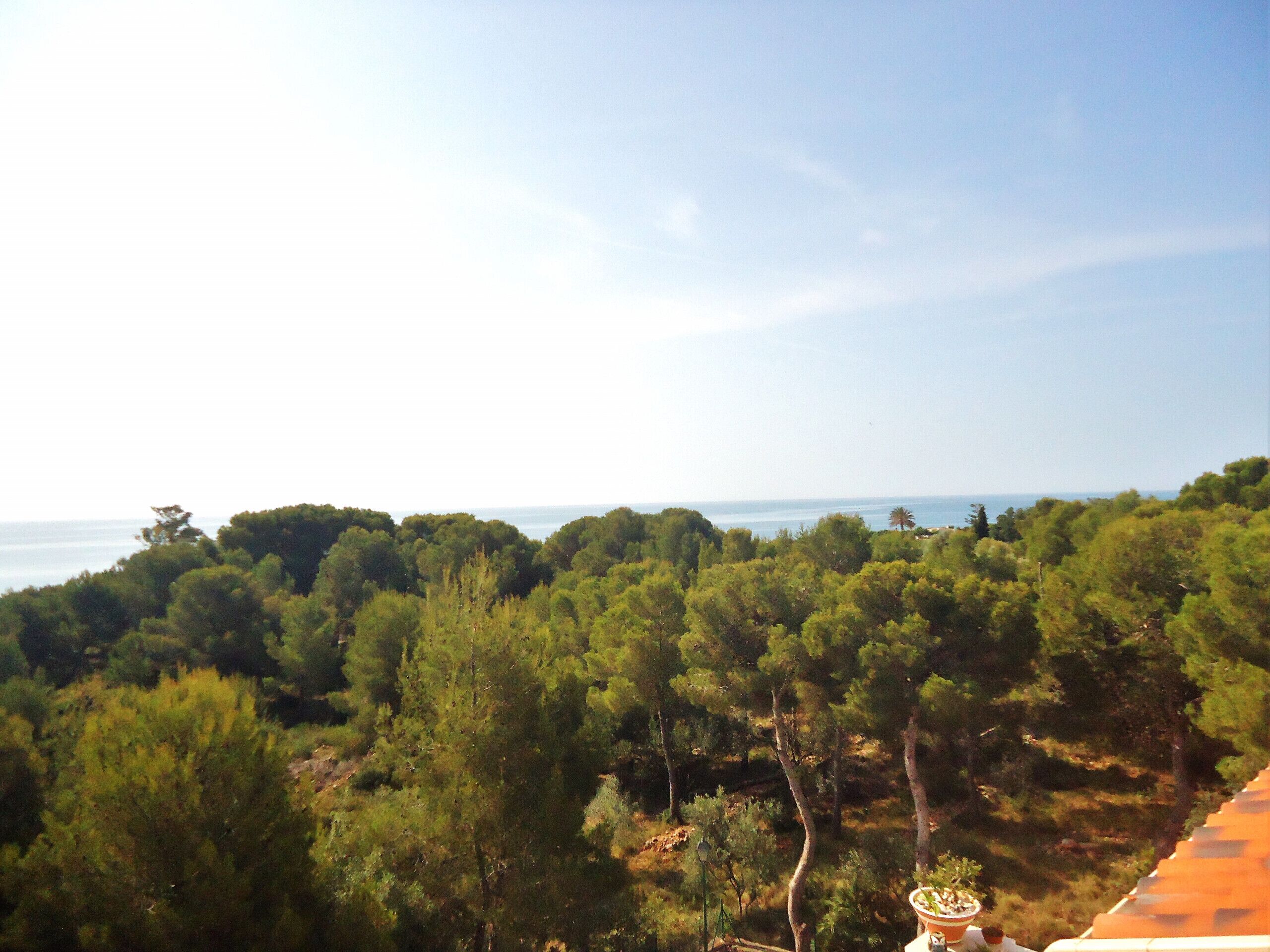 A view of a coastal forest area with dense greenery and a clear sky.