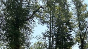 Une maison traditionnelle avec un toit de chaume, entourée d’une pelouse bien entretenue et de grands arbres.