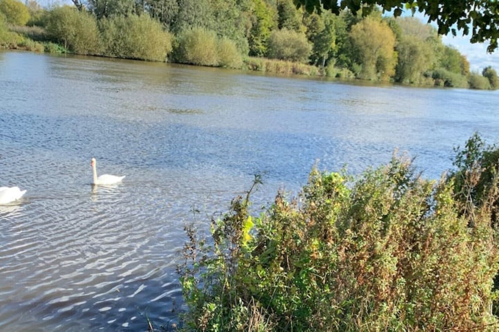 Un río tranquilo con cisnes nadando, rodeado de abundante vegetación y árboles.