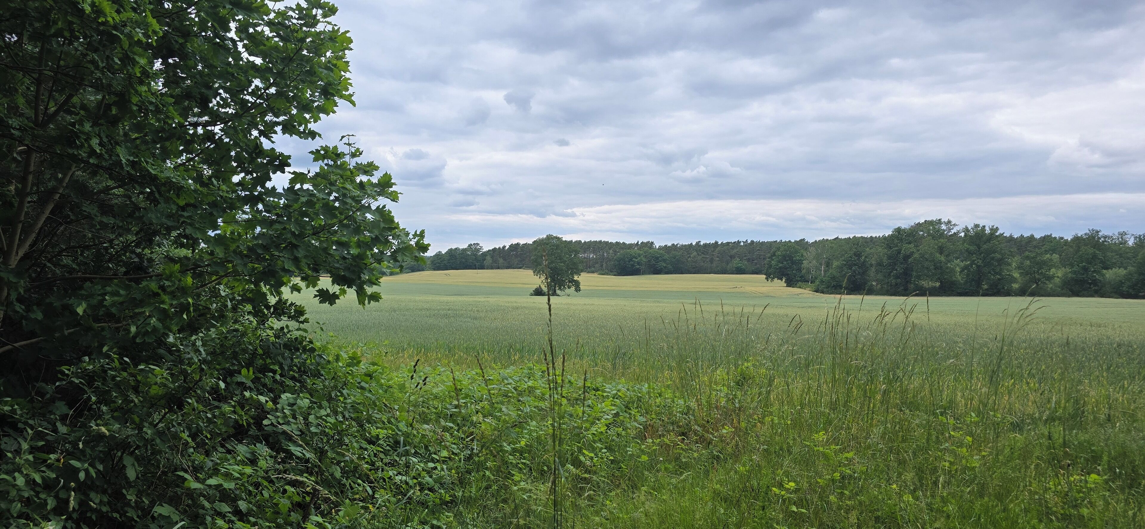 A field with a tree in the foreground and a line of trees in the background under a cloudy sky.